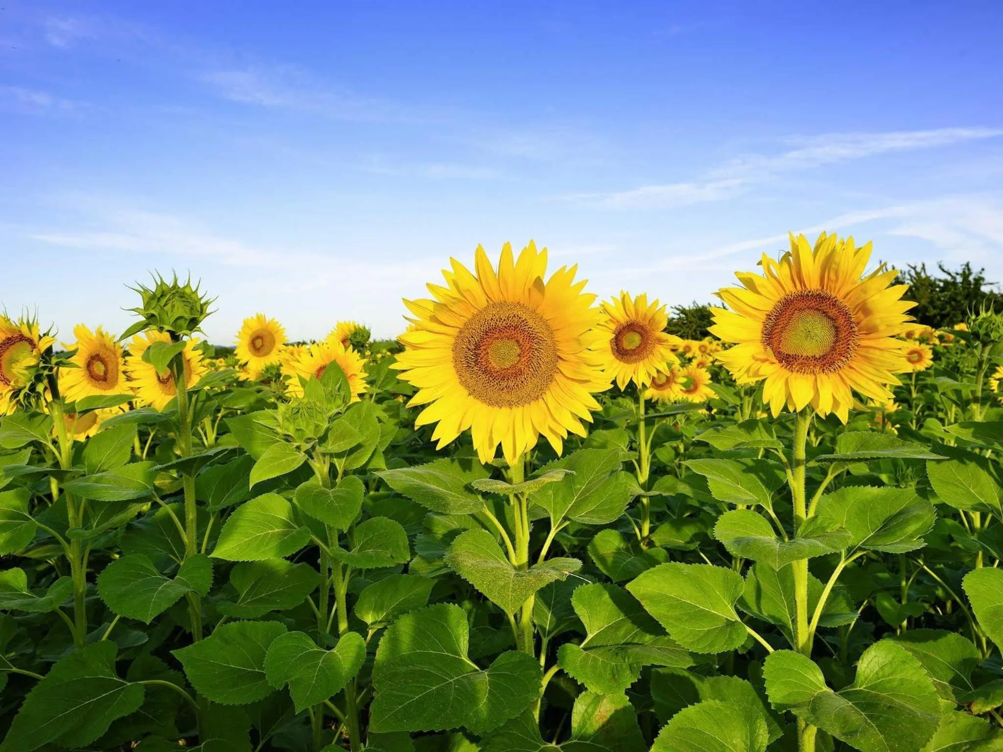 Other in ibis Orange Centre Echangeur A7 A9