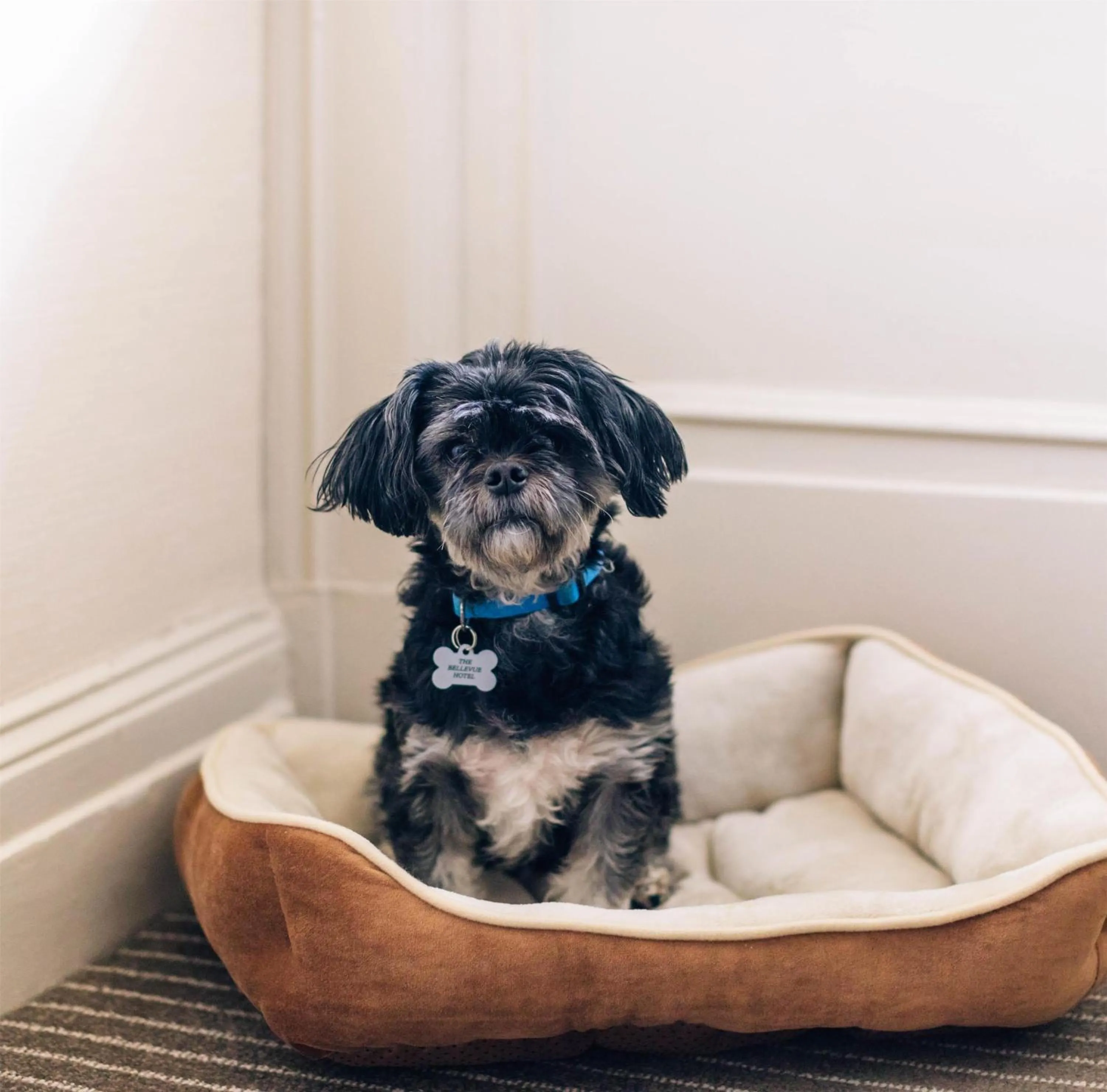 Bedroom in The Bellevue Hotel, in the Unbound Collection by Hyatt