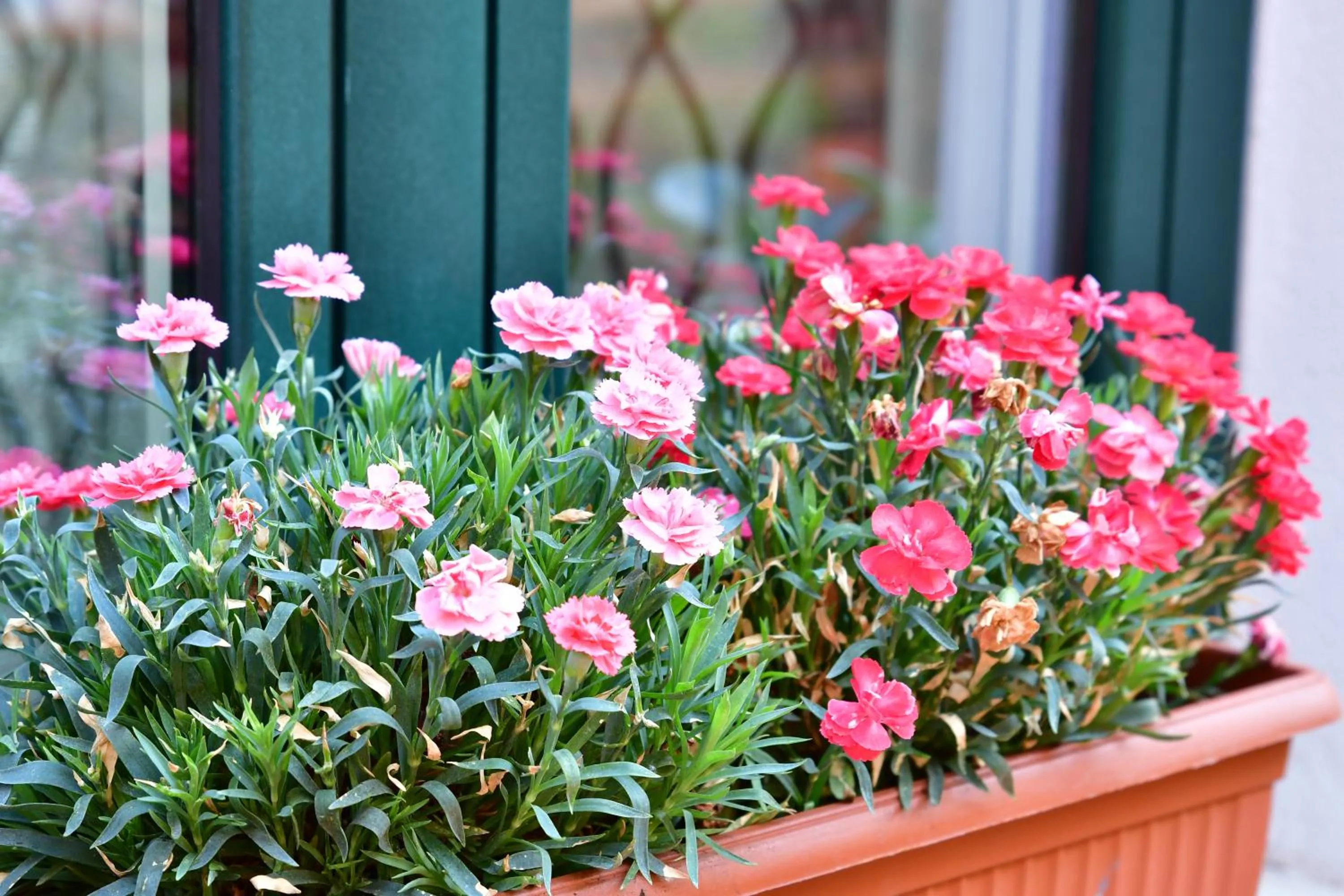 Balcony/Terrace in Casa Cifali
