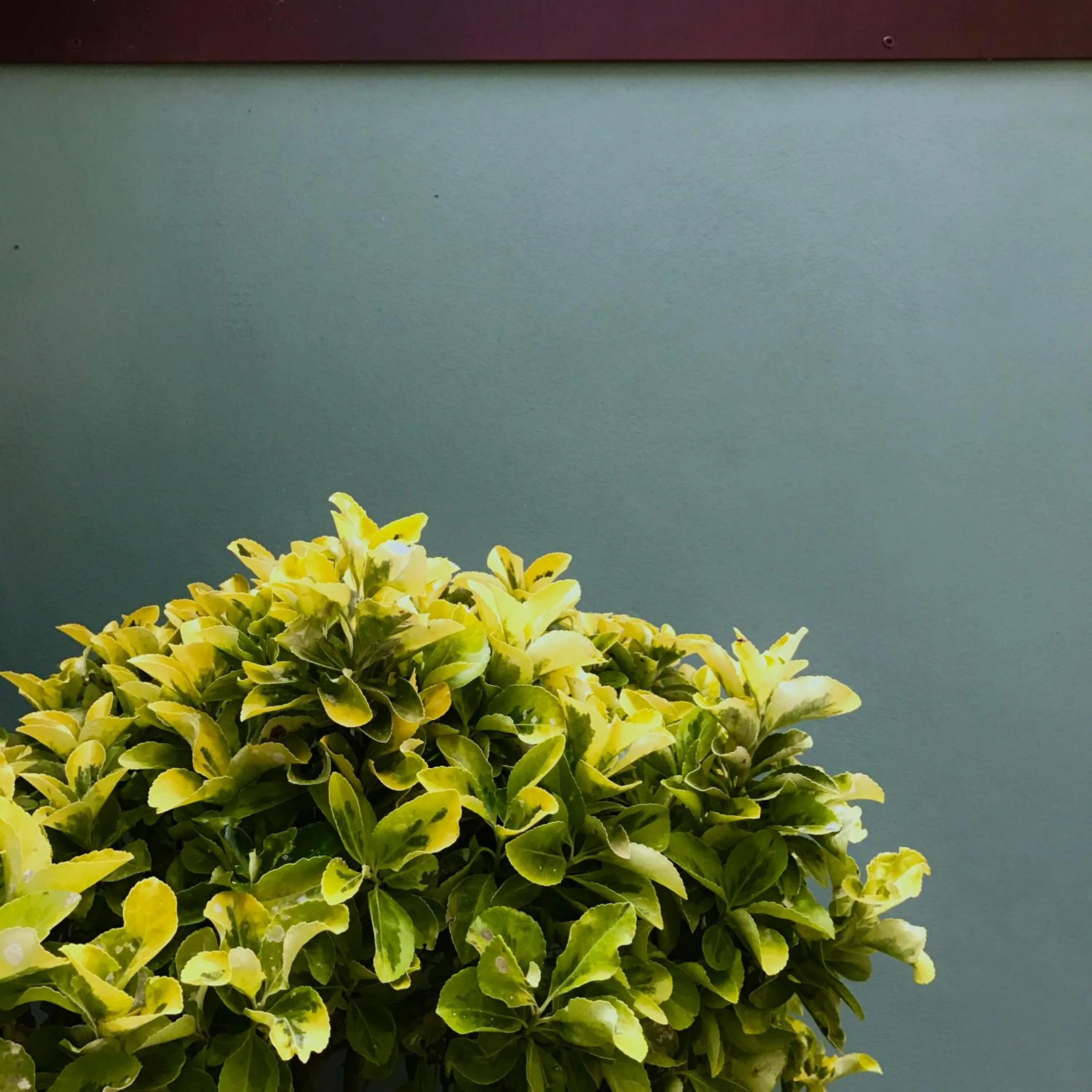 Patio in Harvey Suites Hotel & Residence