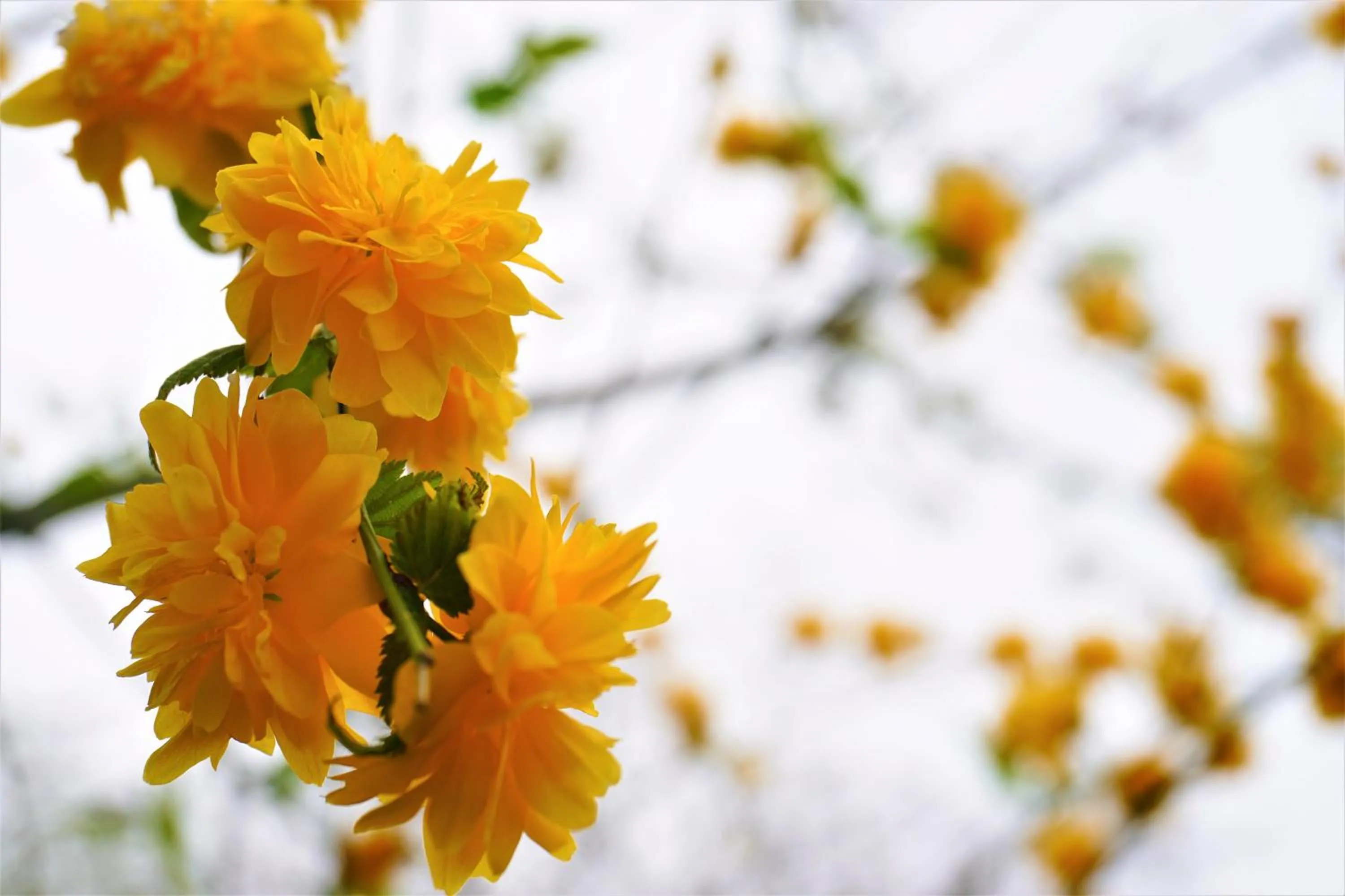 Spring in Quinta do Bento