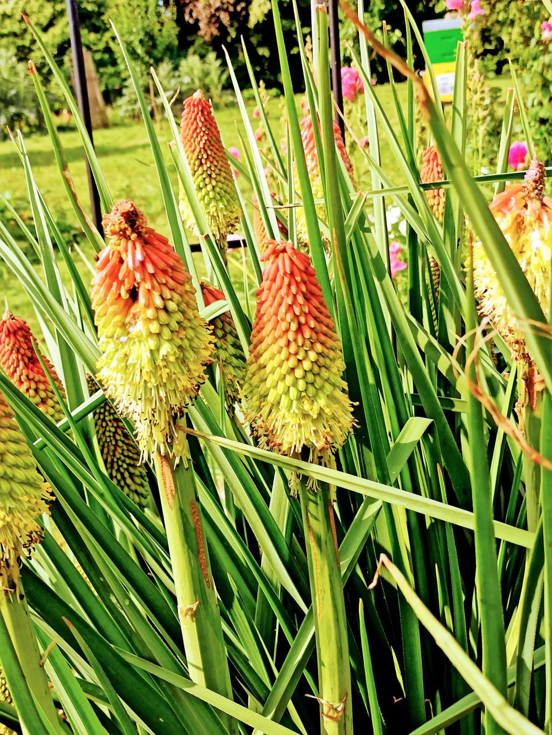 Garden in Country Hotel Al Gallo