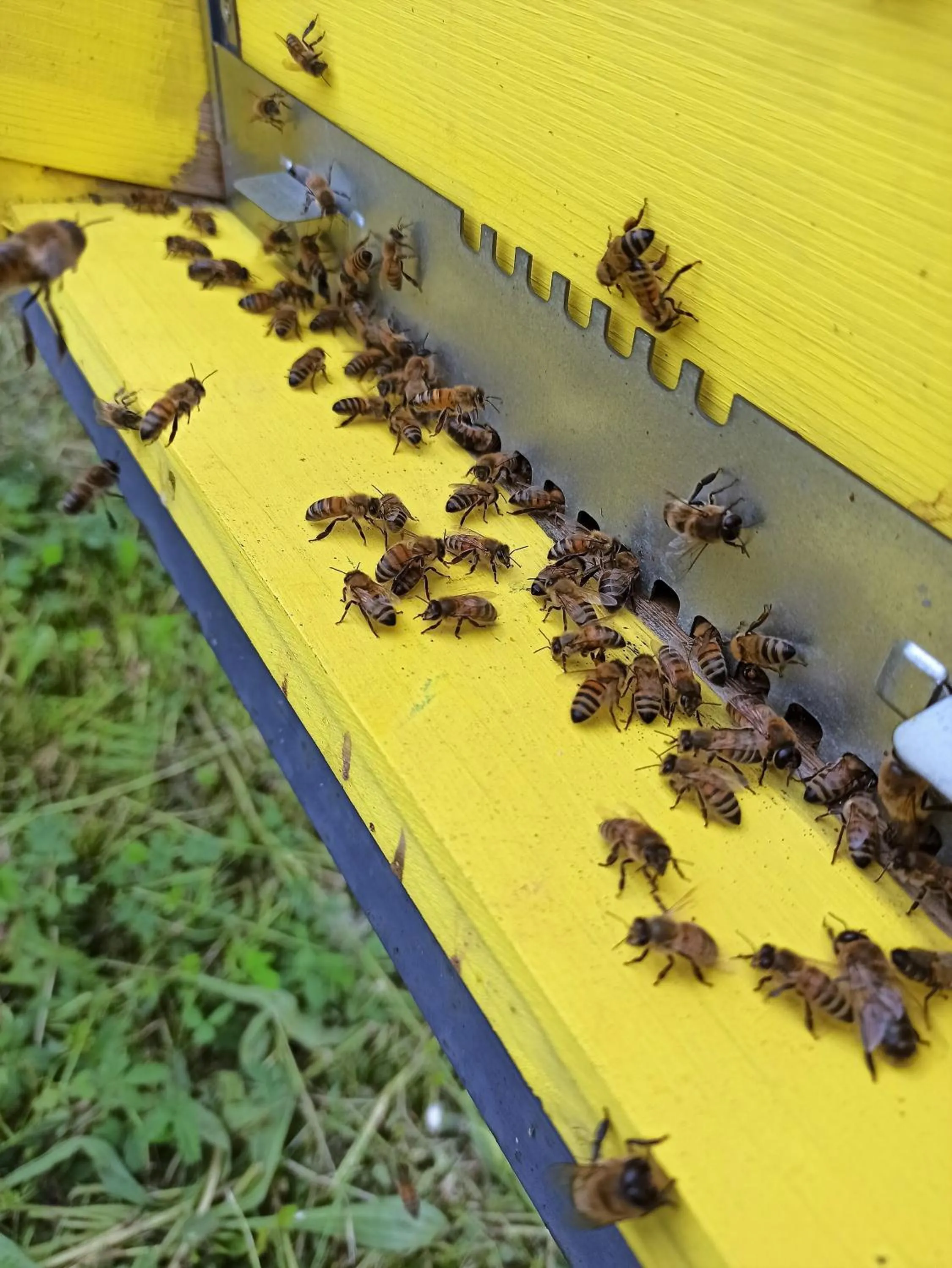 Animals in Country Hotel Al Gallo