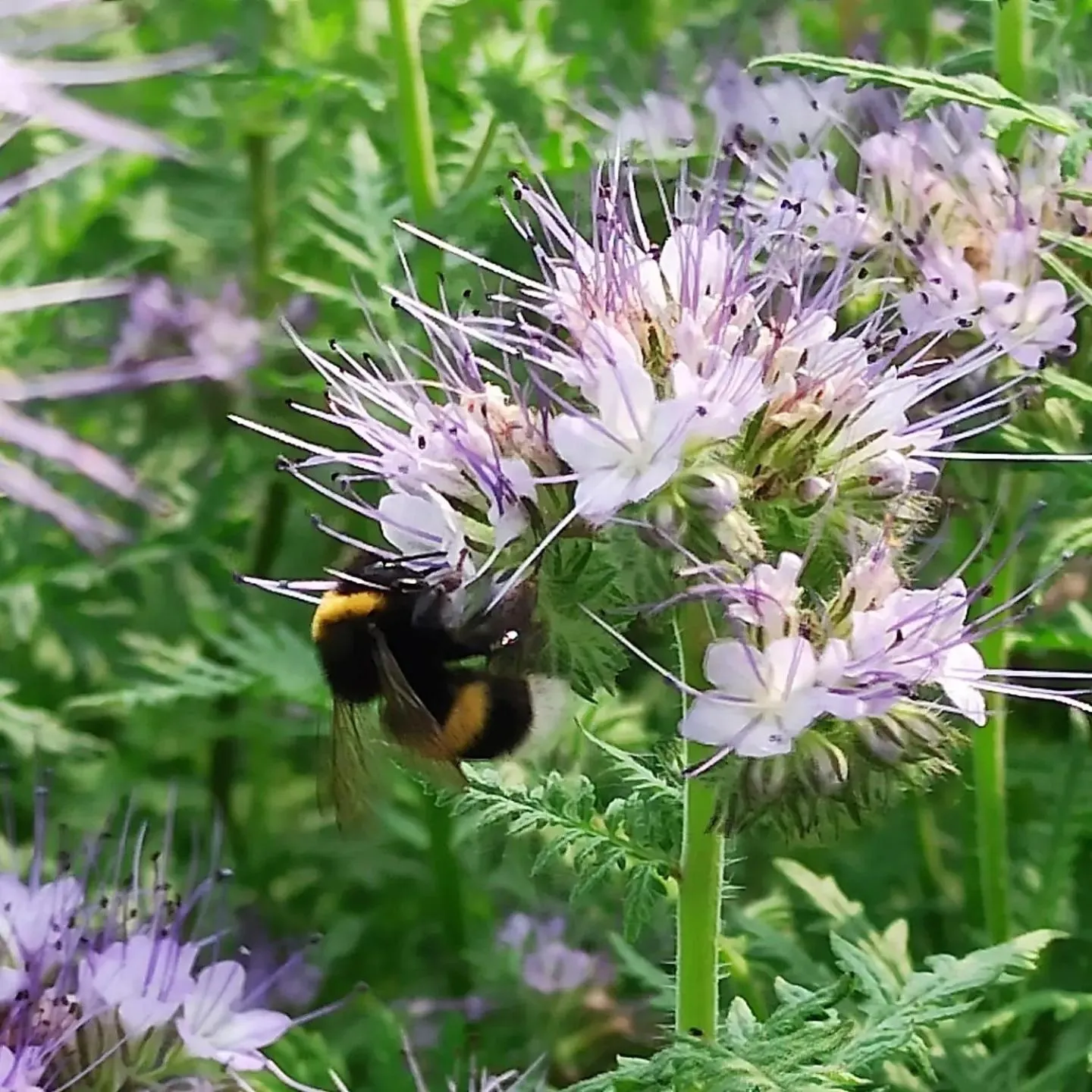 Garden in Country Hotel Al Gallo