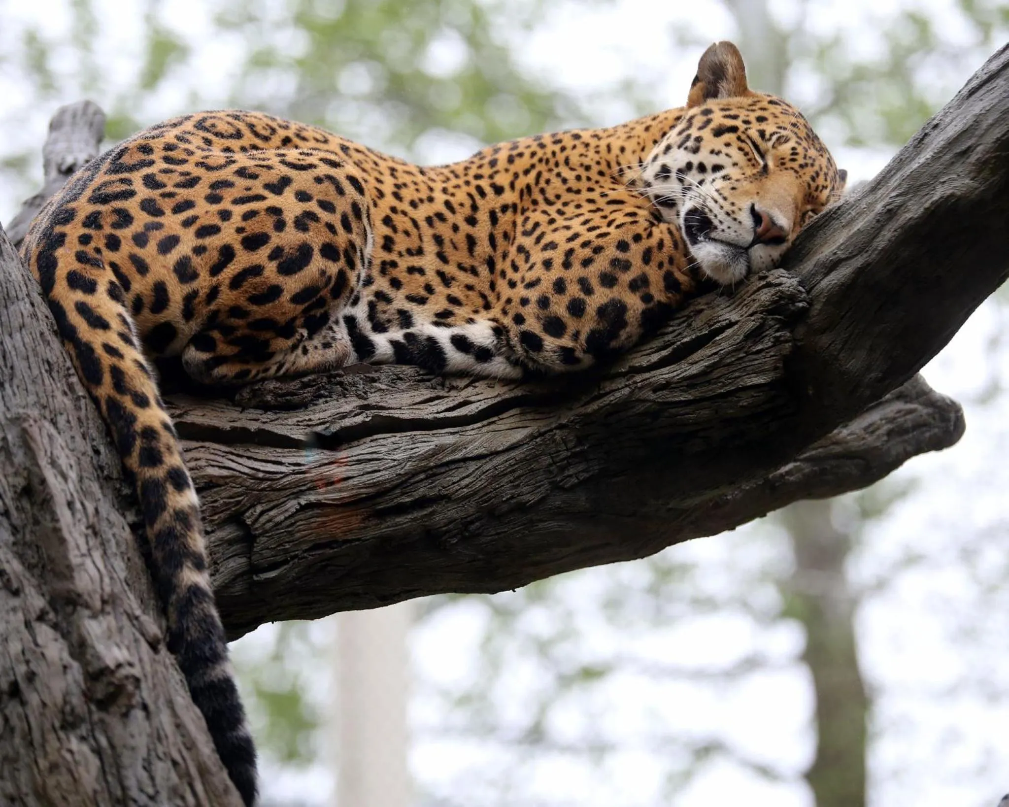 Area and facilities in Holiday Inn Lansdale-Hatfield by IHG