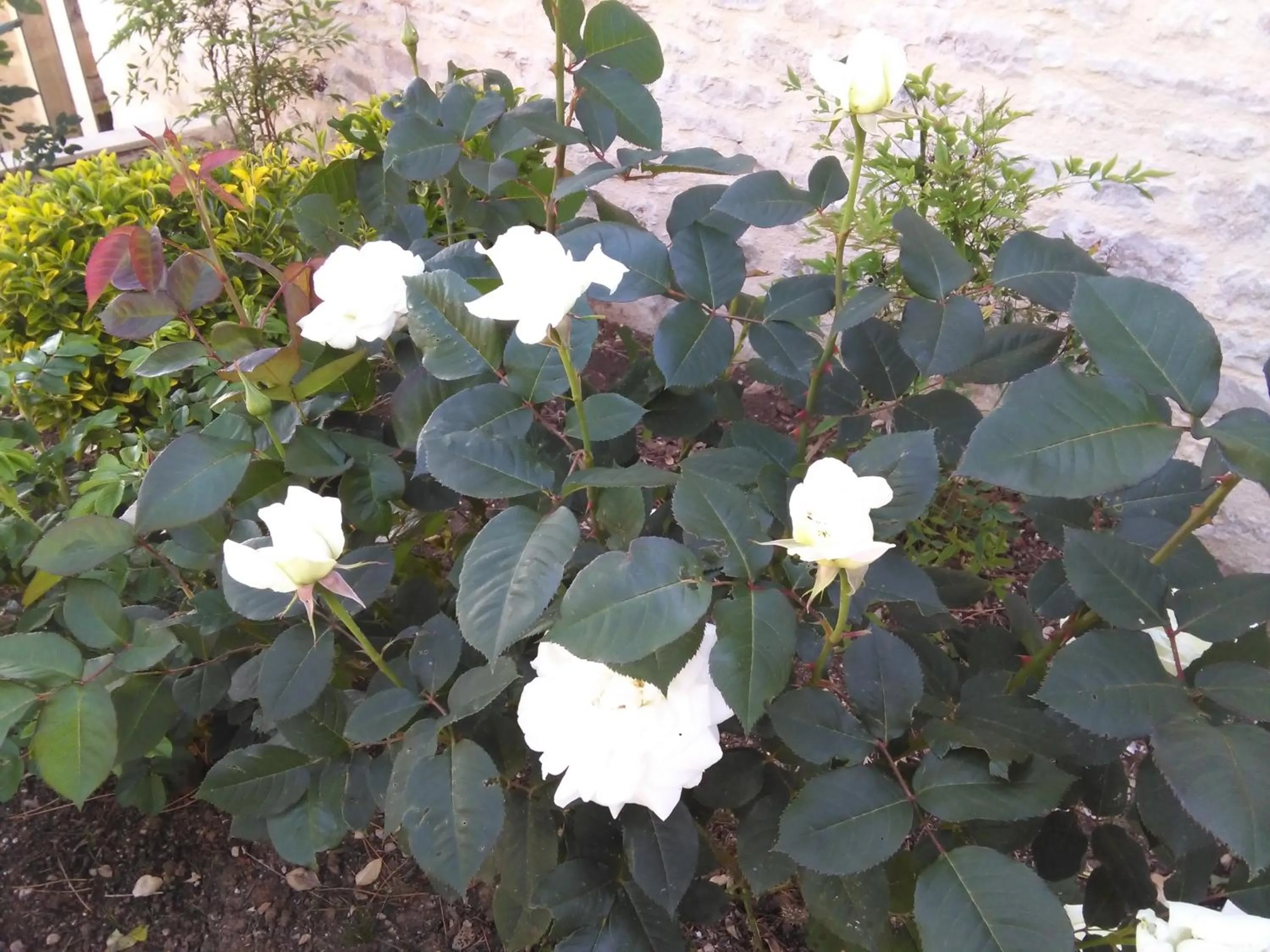 Bergerie de Lagarrigue