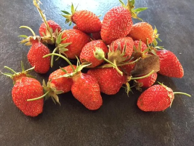 Property building in Bergerie de Lagarrigue