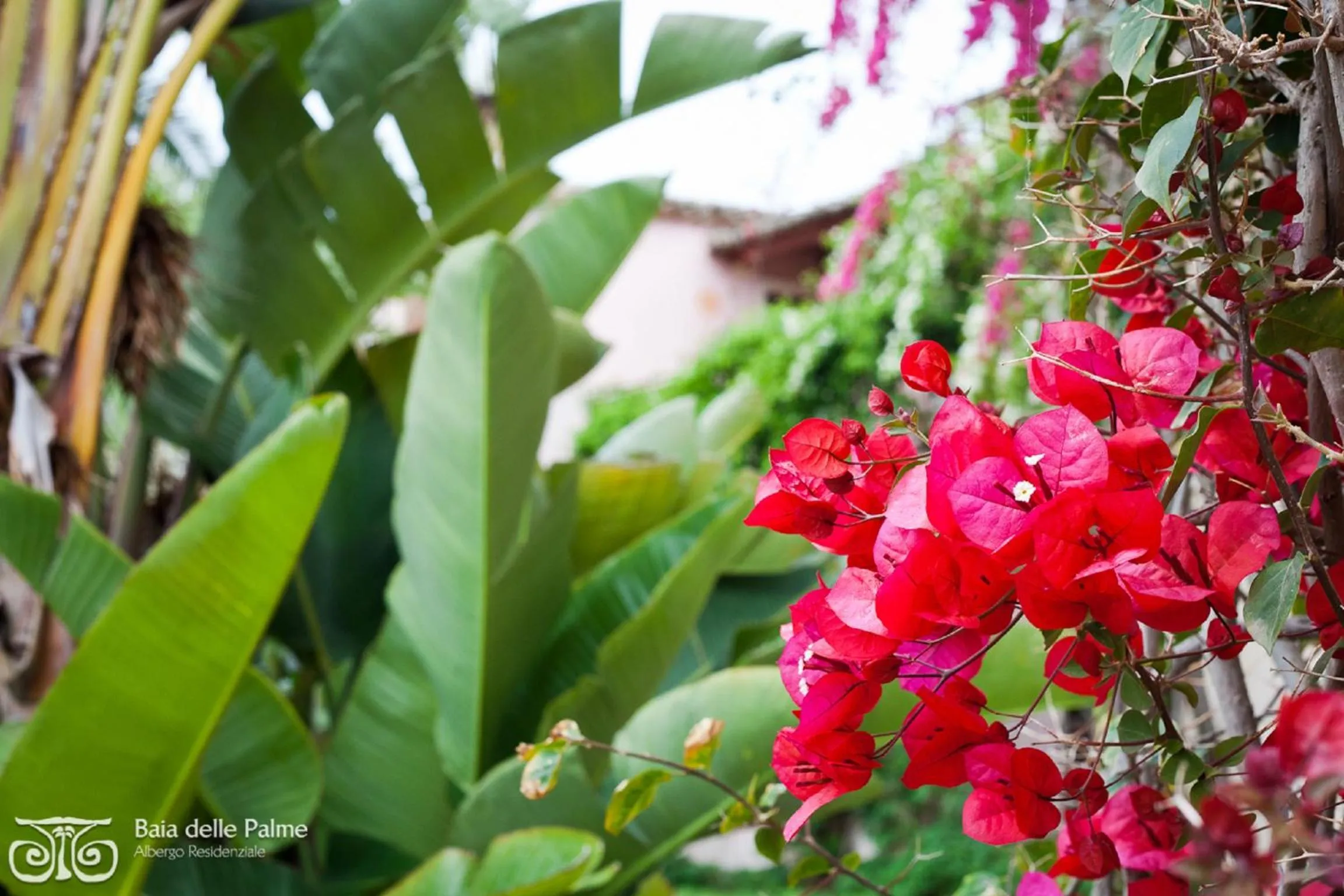 Garden in Baia Delle Palme Beach