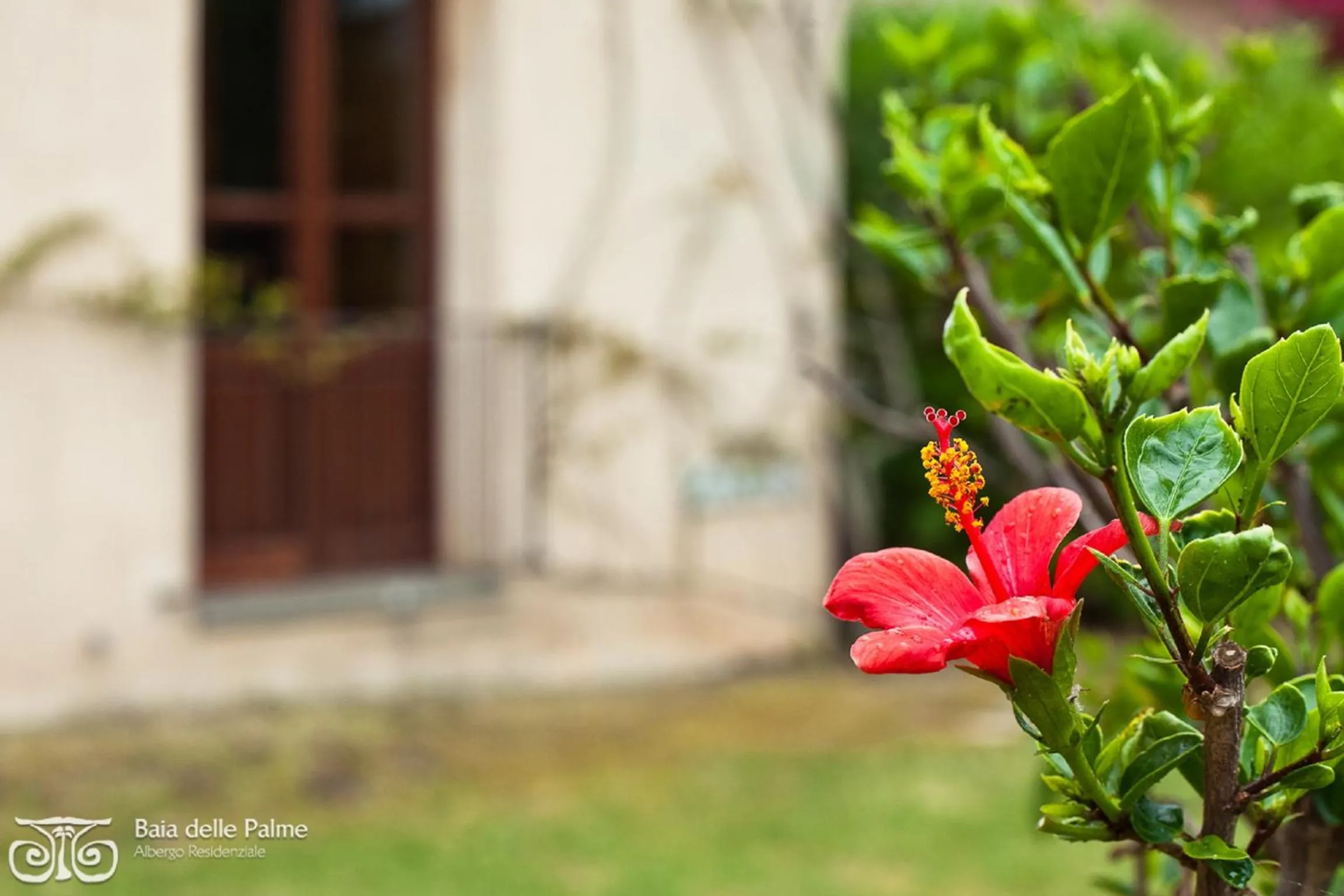 Garden in Baia Delle Palme Beach