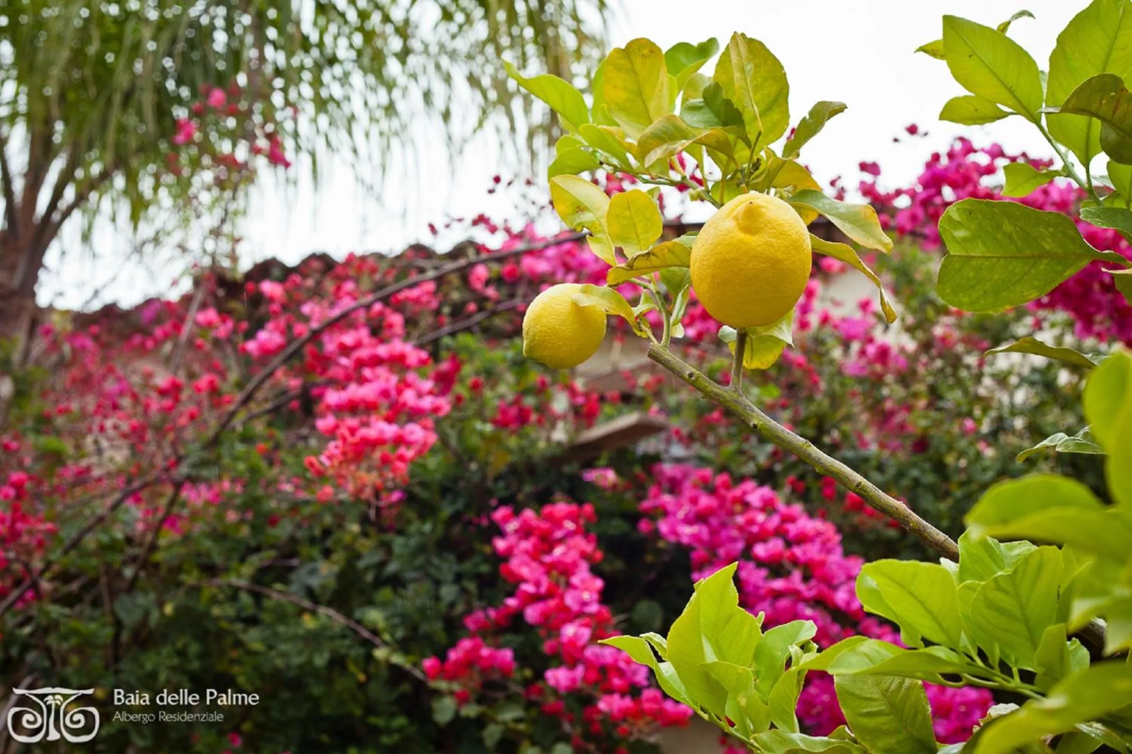 Garden in Baia Delle Palme Beach
