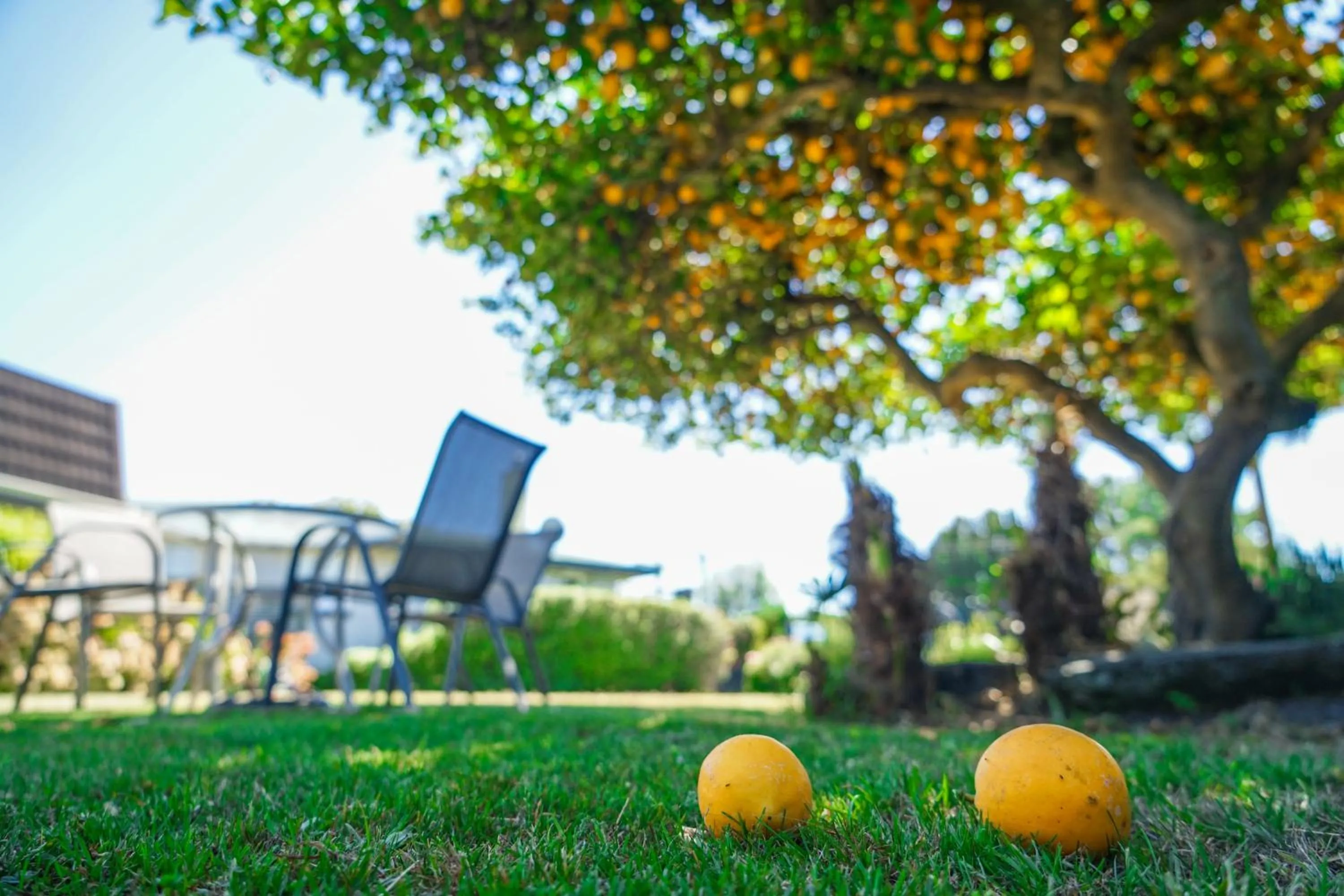Garden in Montana Lodge Motel