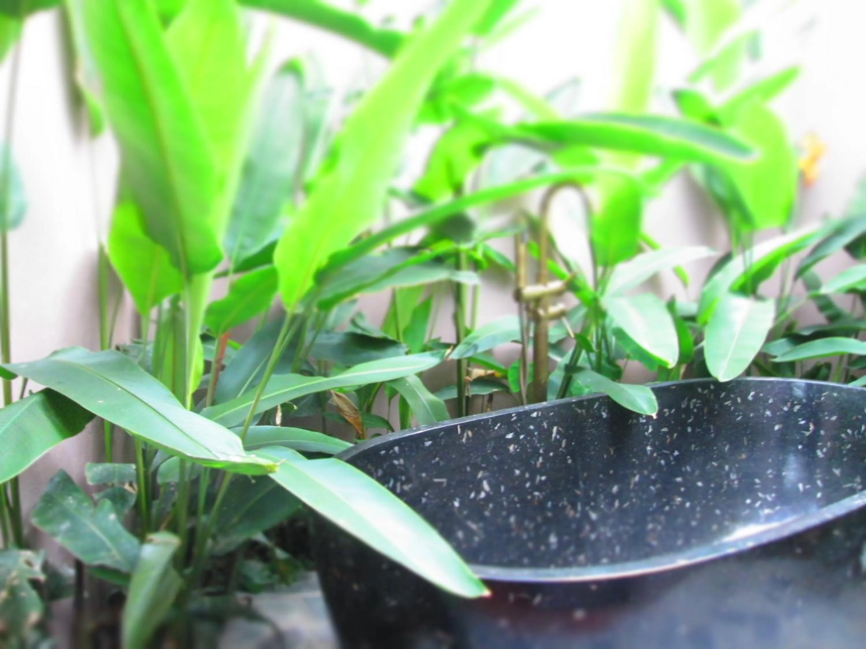 Garden in Ninh Binh Nature Homestay