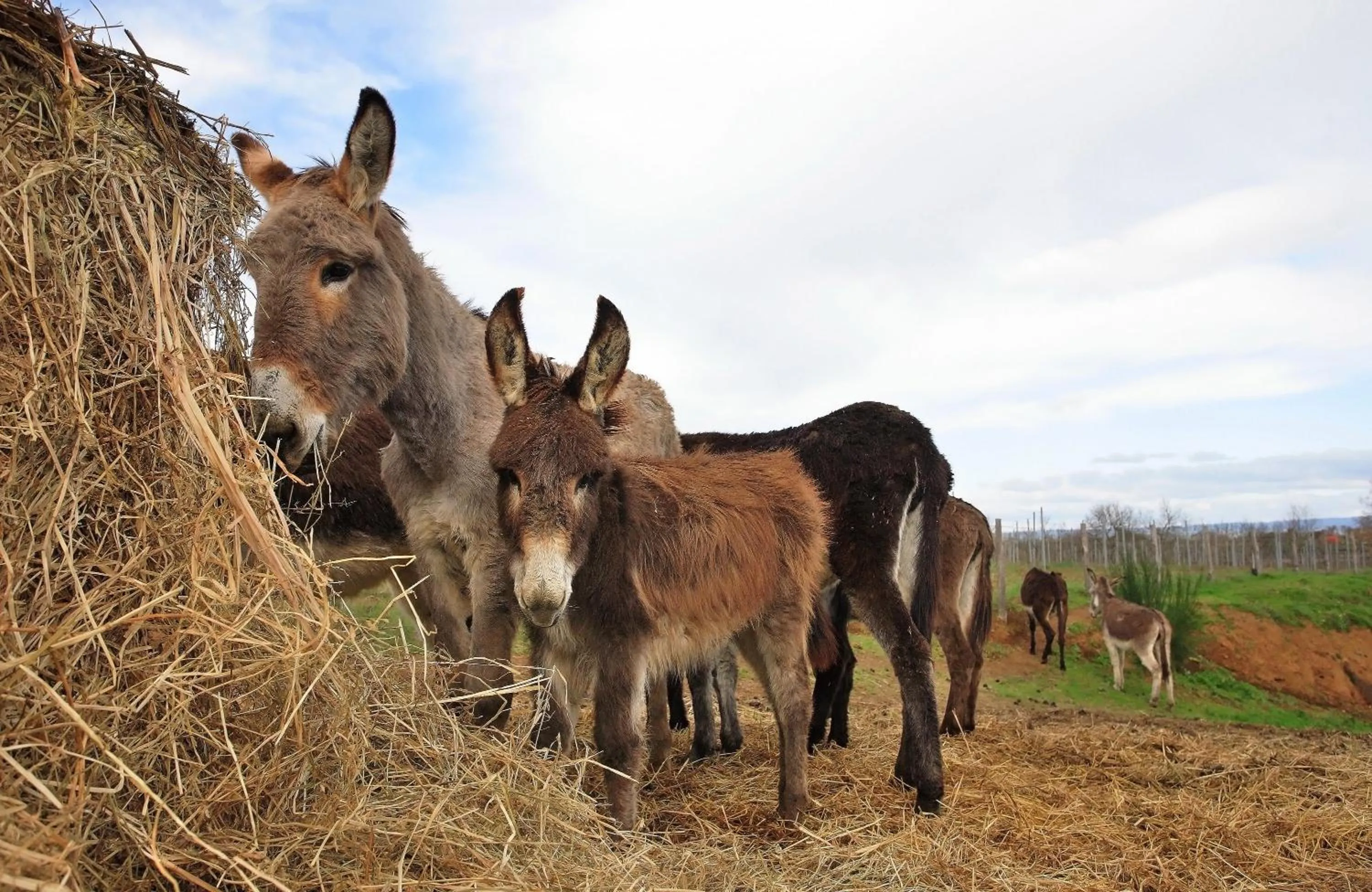 Facade/entrance in Agriturismo Il Marrugio