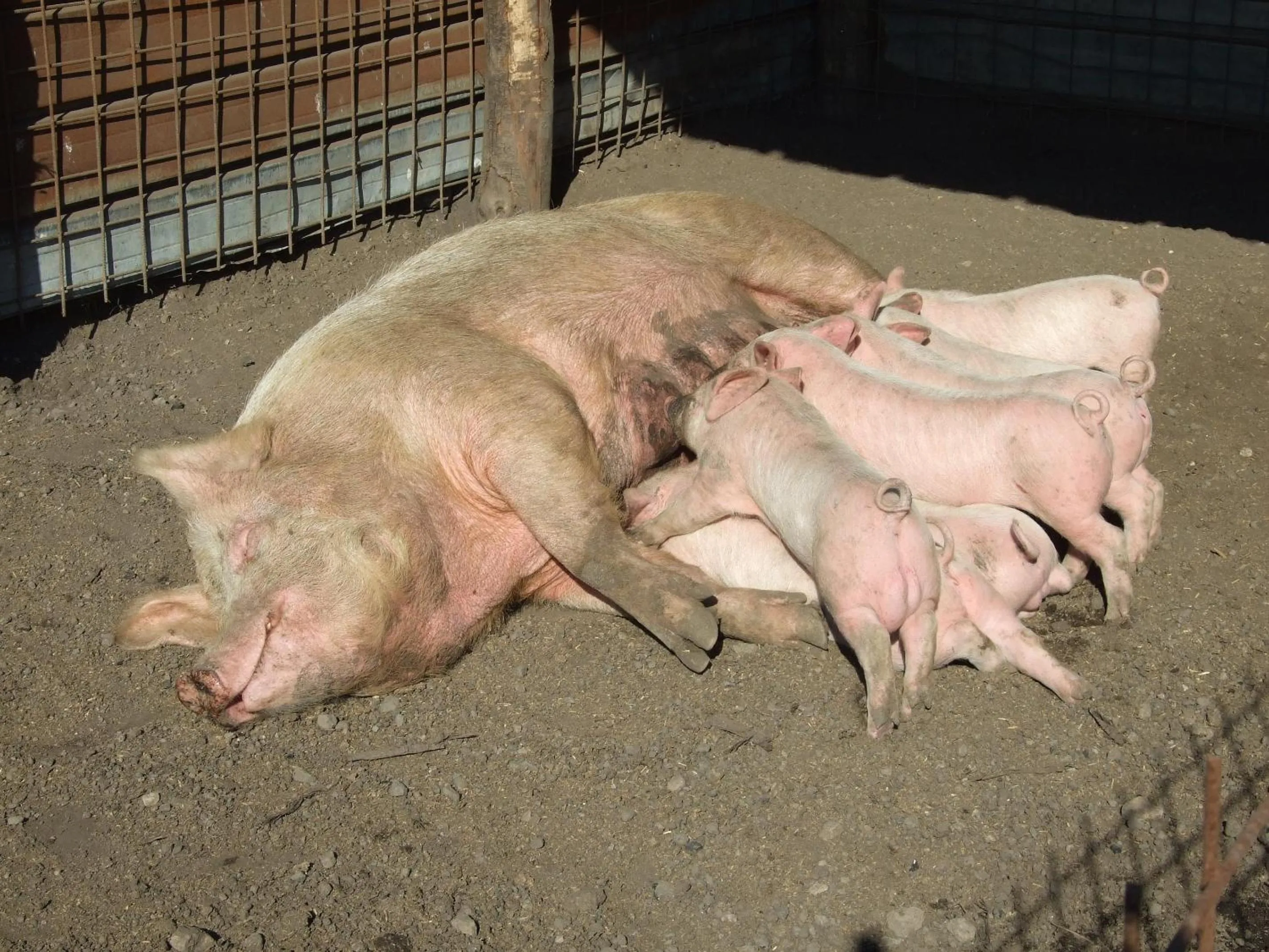 Animals in Agriturismo Il Marrugio