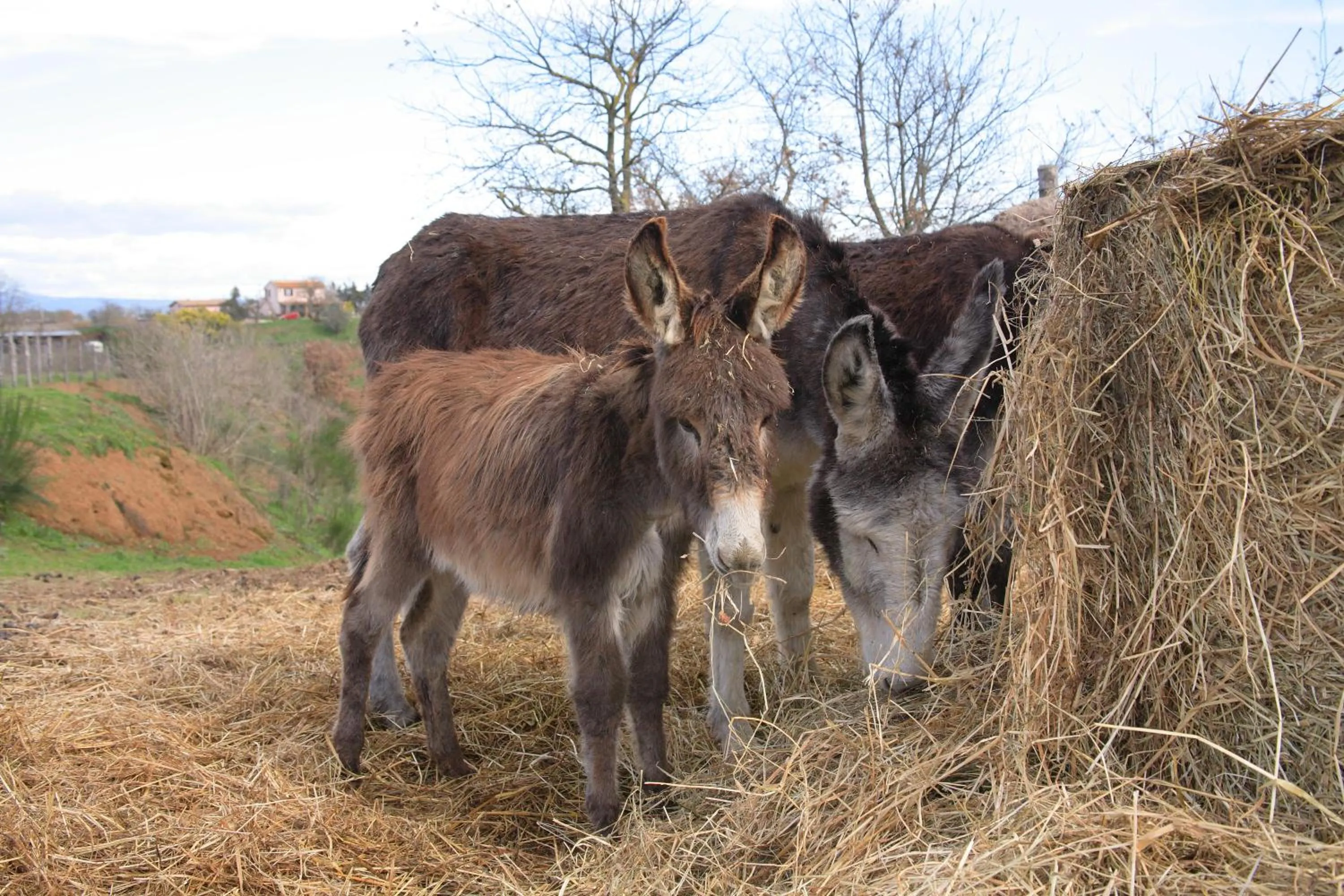 Facade/entrance in Agriturismo Il Marrugio
