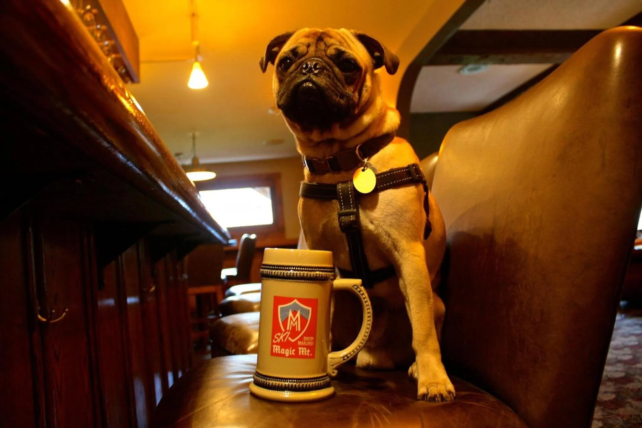 Alcoholic drinks in The Upper Pass Lodge