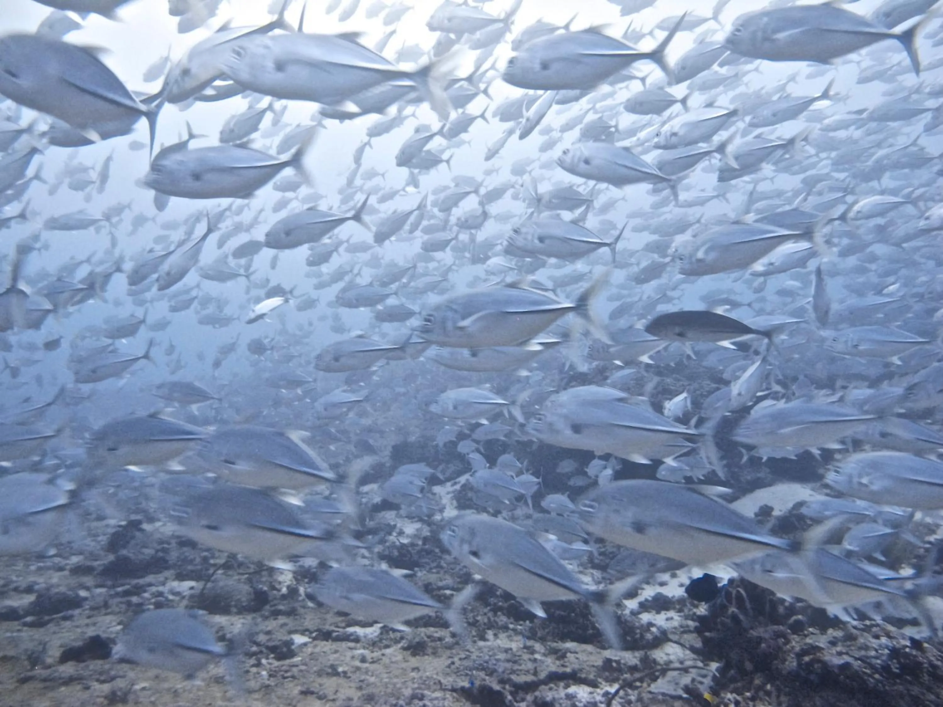 Diving in Breathe Villa Meno