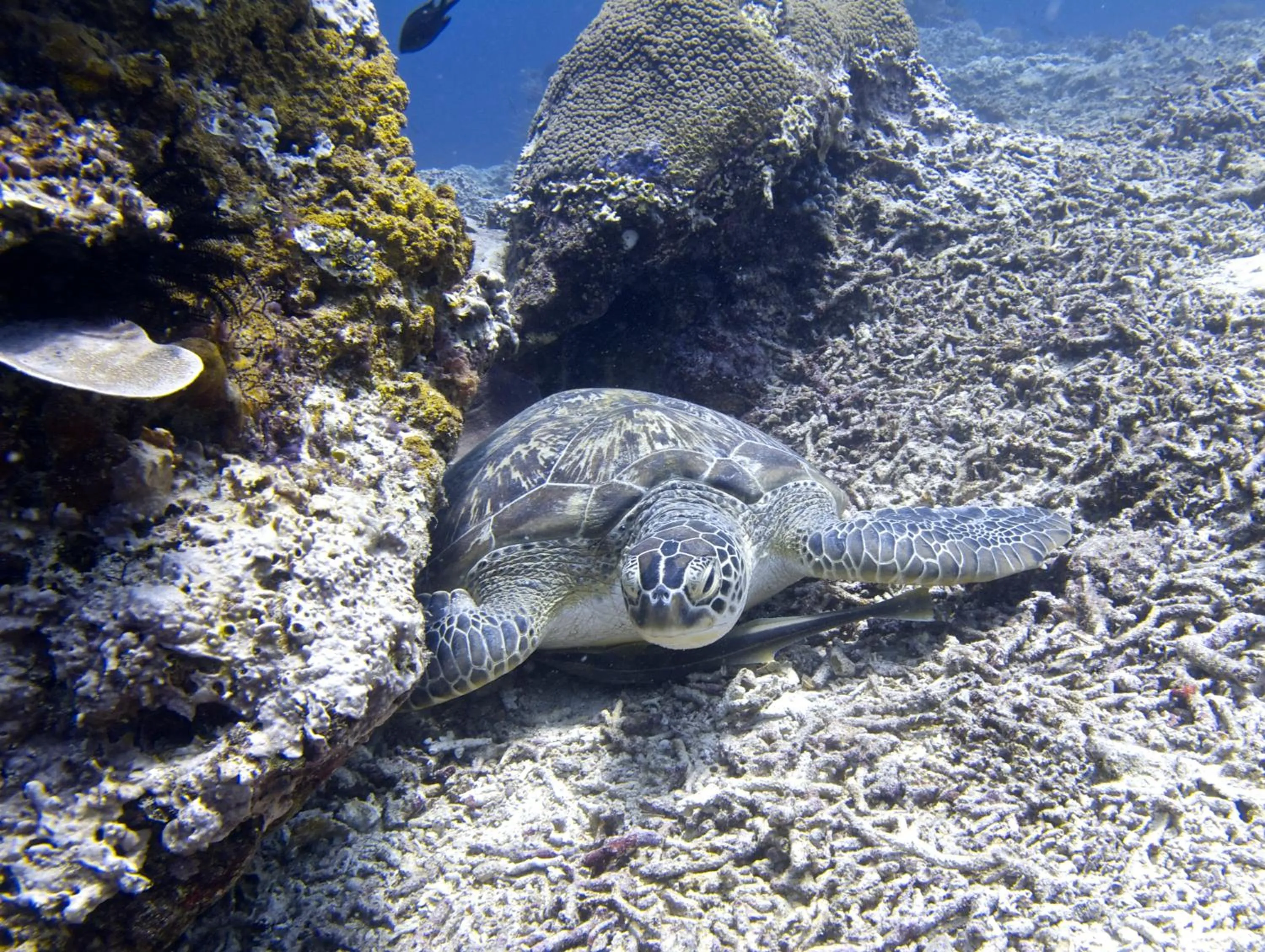 Diving in Breathe Villa Meno