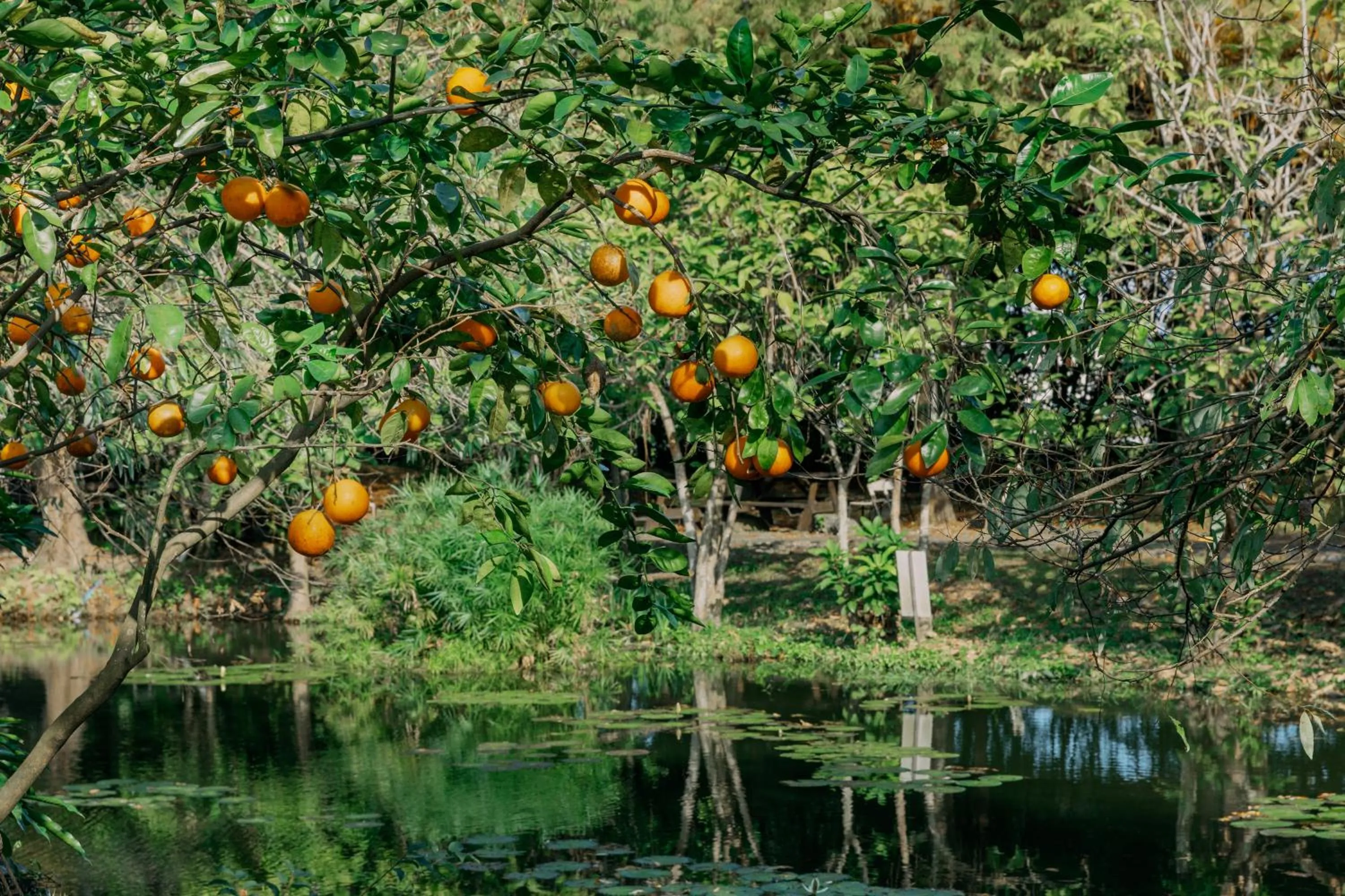 Natural landscape in Green Forest Villa