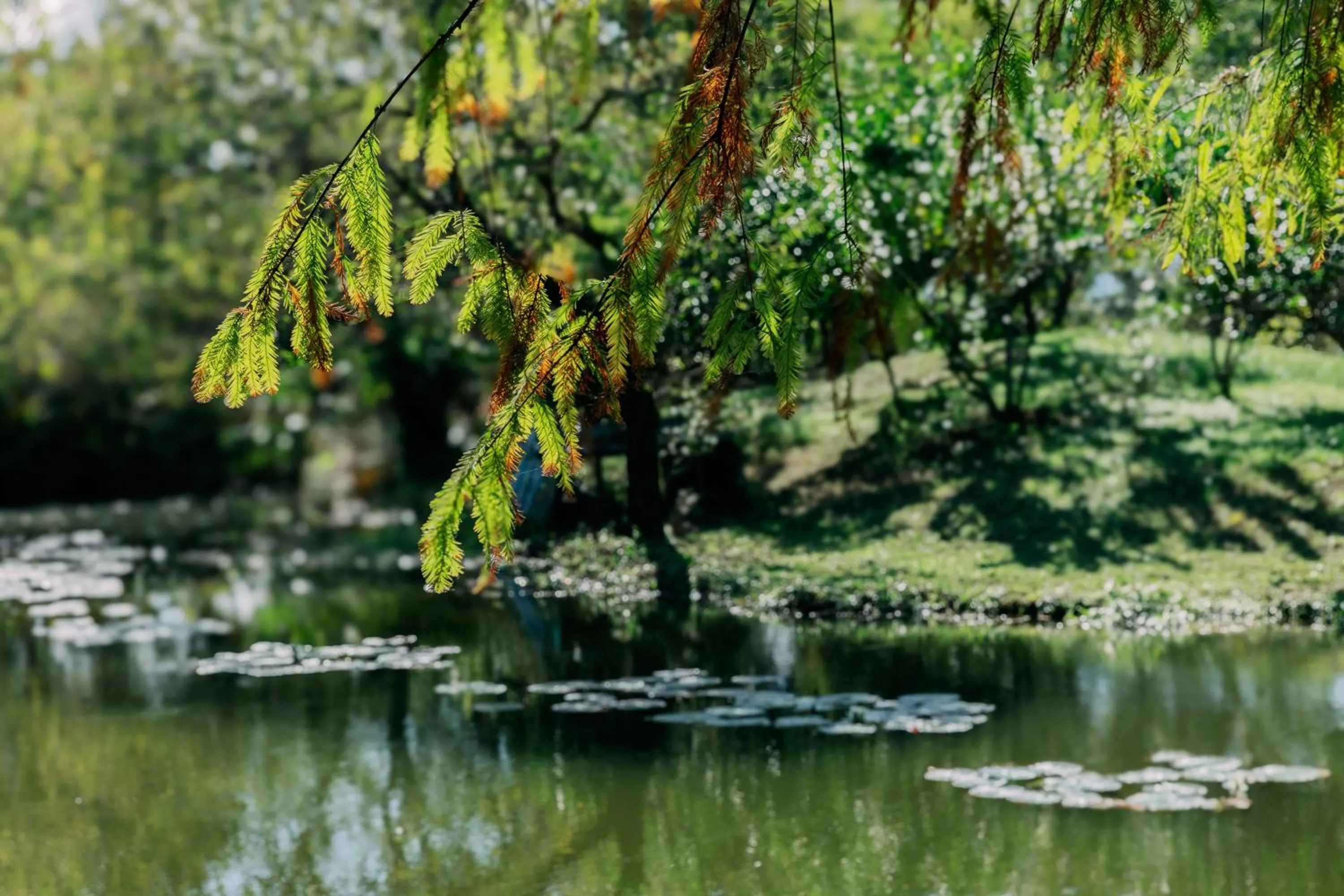 Natural landscape in Green Forest Villa