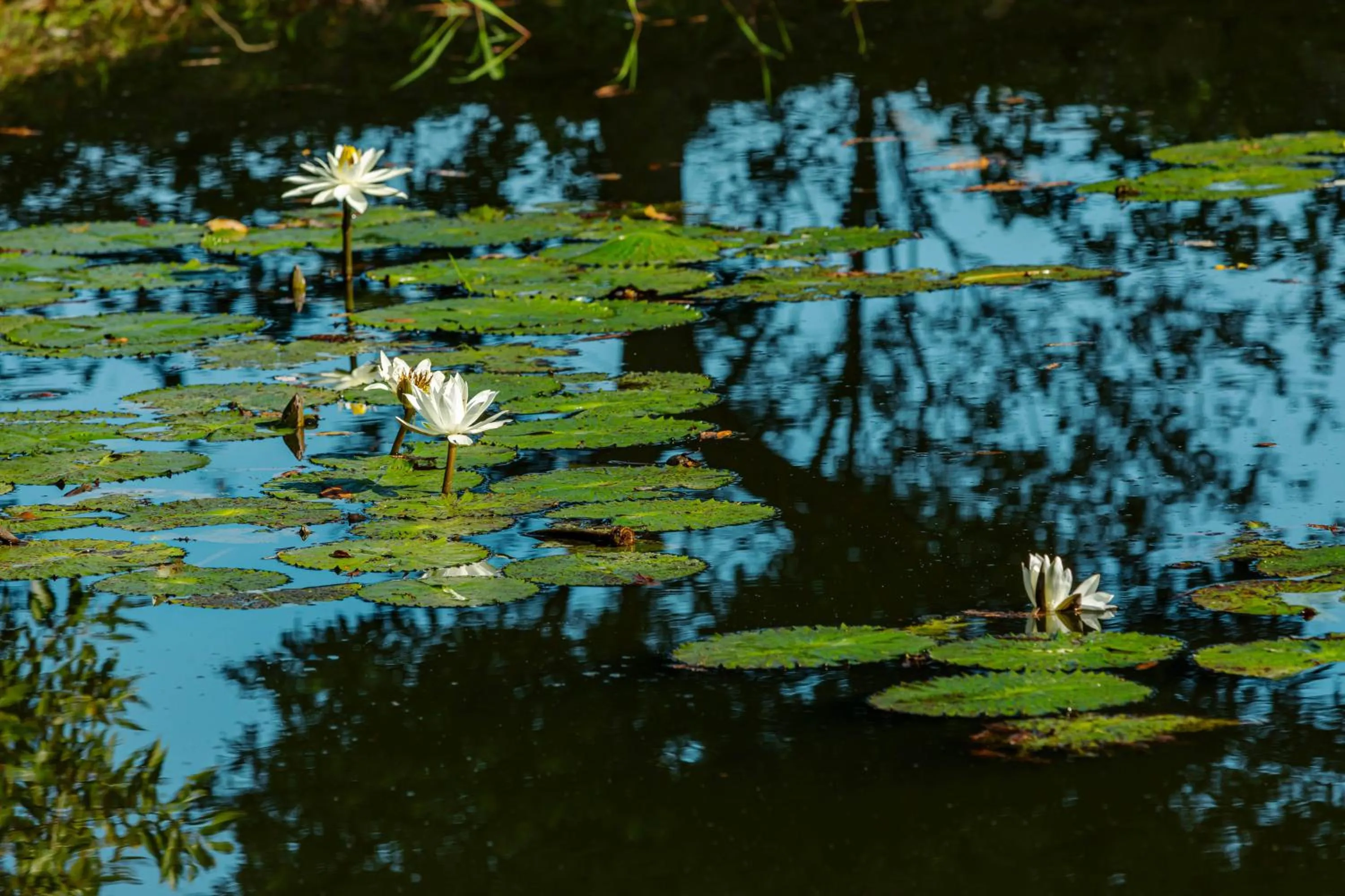 Lake view in Green Forest Villa