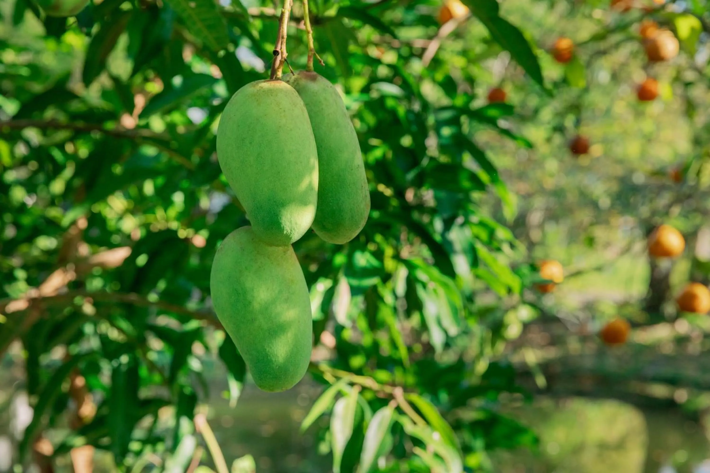 Natural landscape in Green Forest Villa