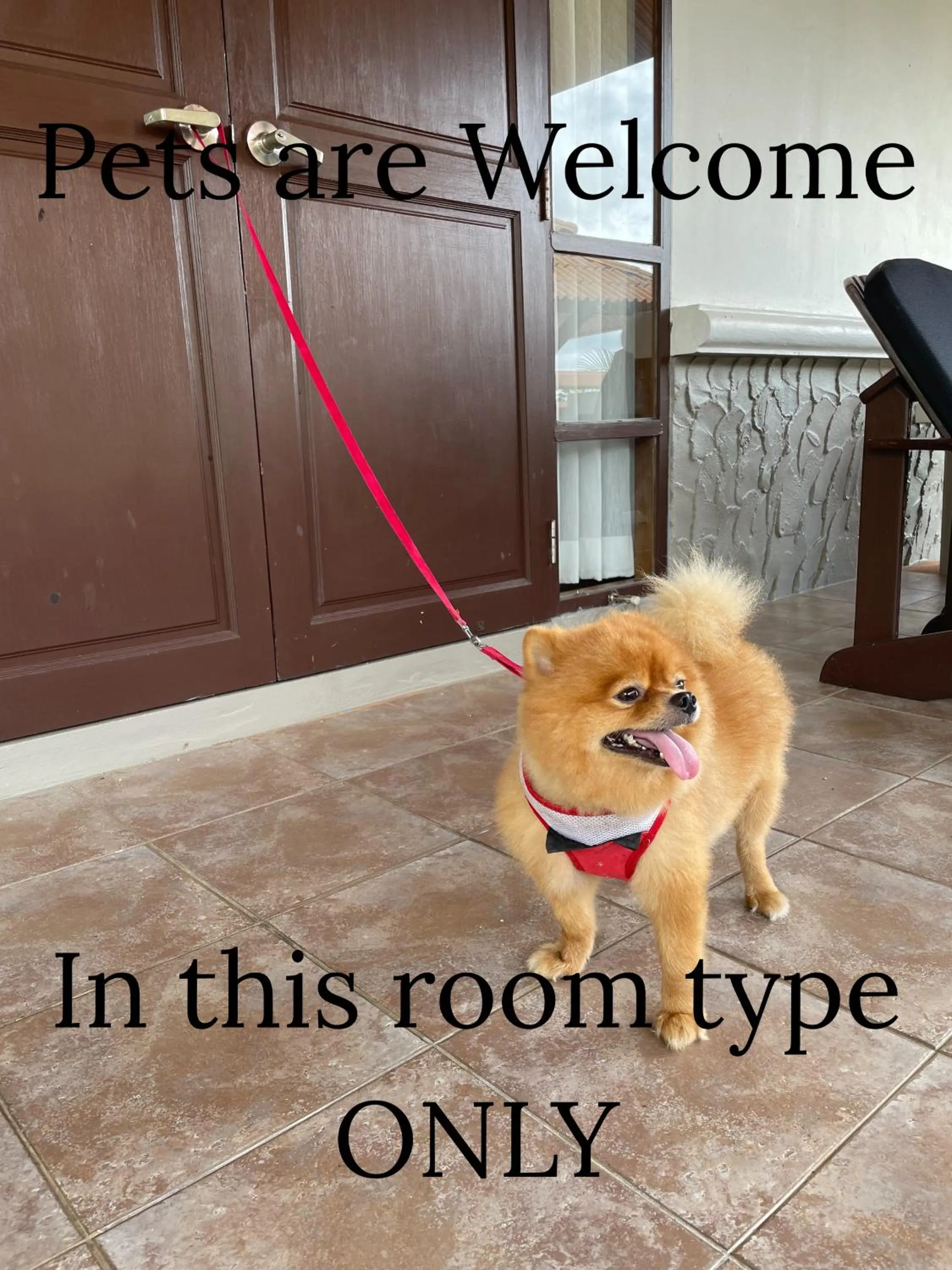 pet friendly in The Aiyapura Koh Chang