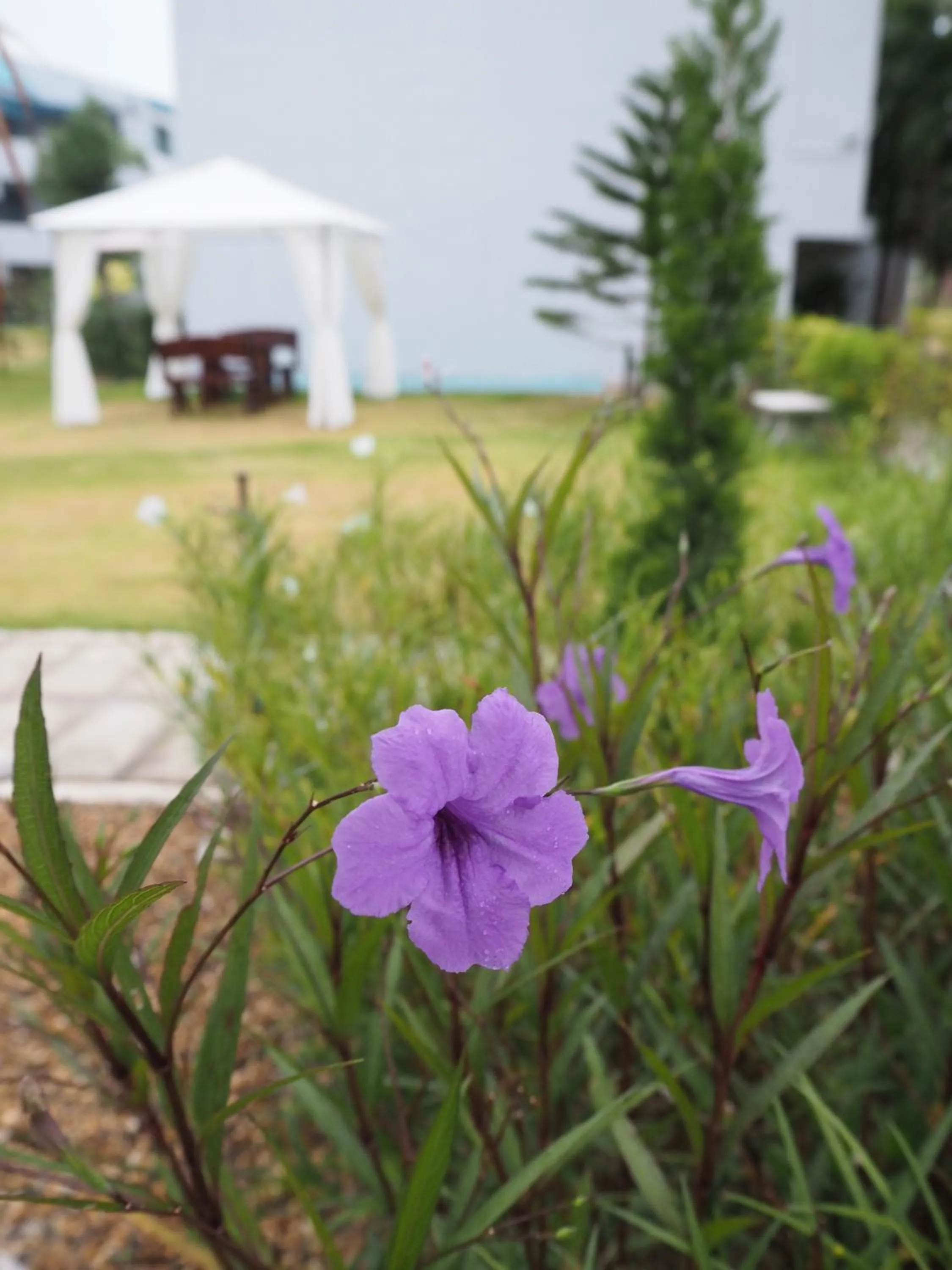 Property building in Addera Residence Hua Hin