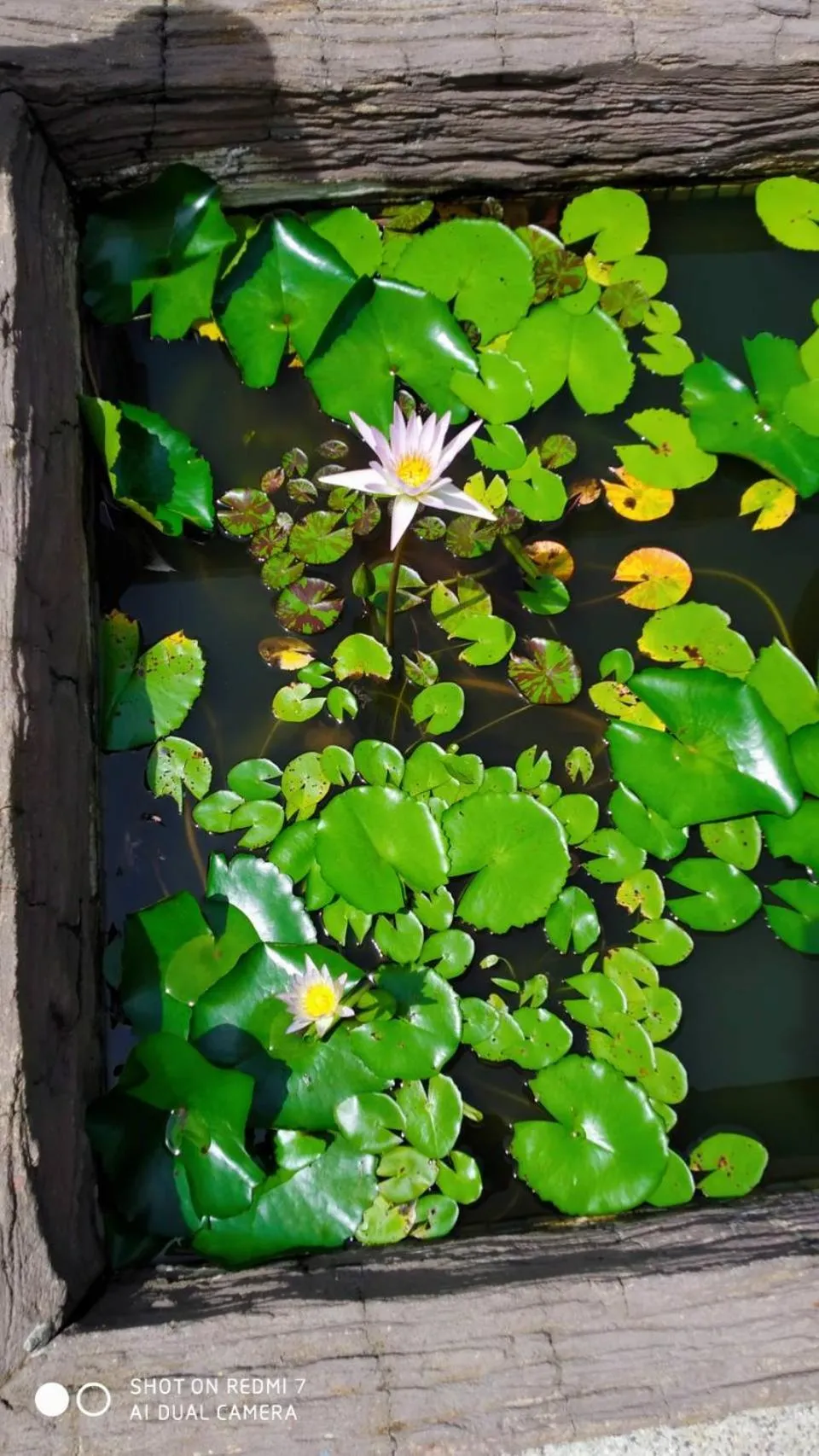 Swimming pool in Kata Beach Studio Phuket