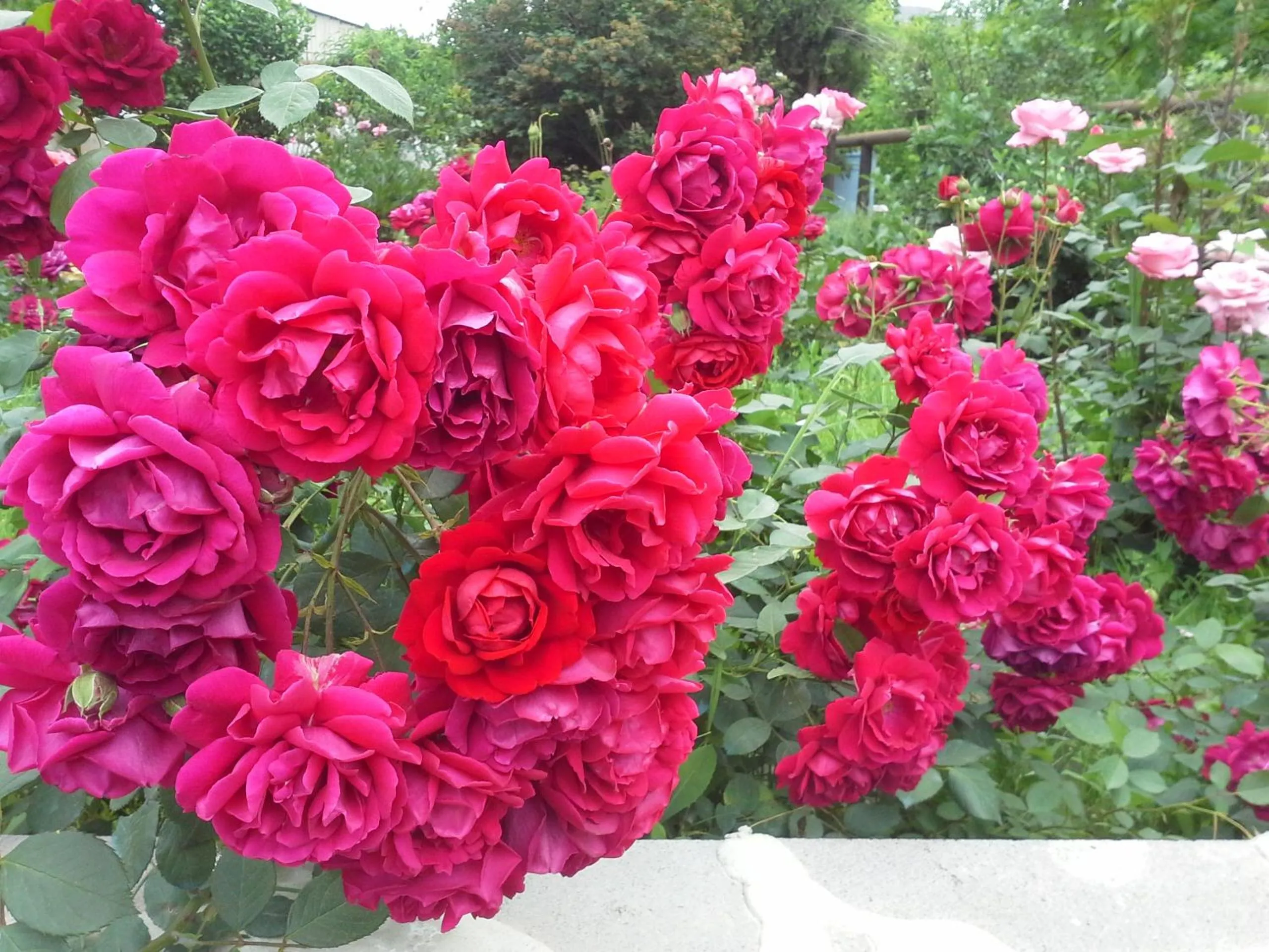 Garden in Shushan GUEST HOUSE