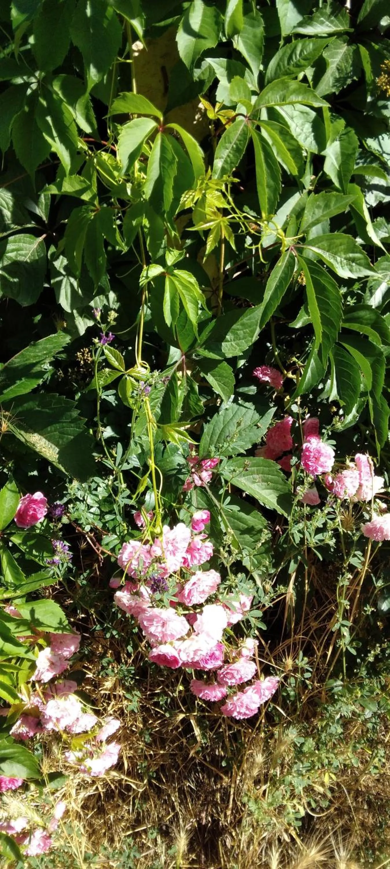 Garden view in Shushan GUEST HOUSE