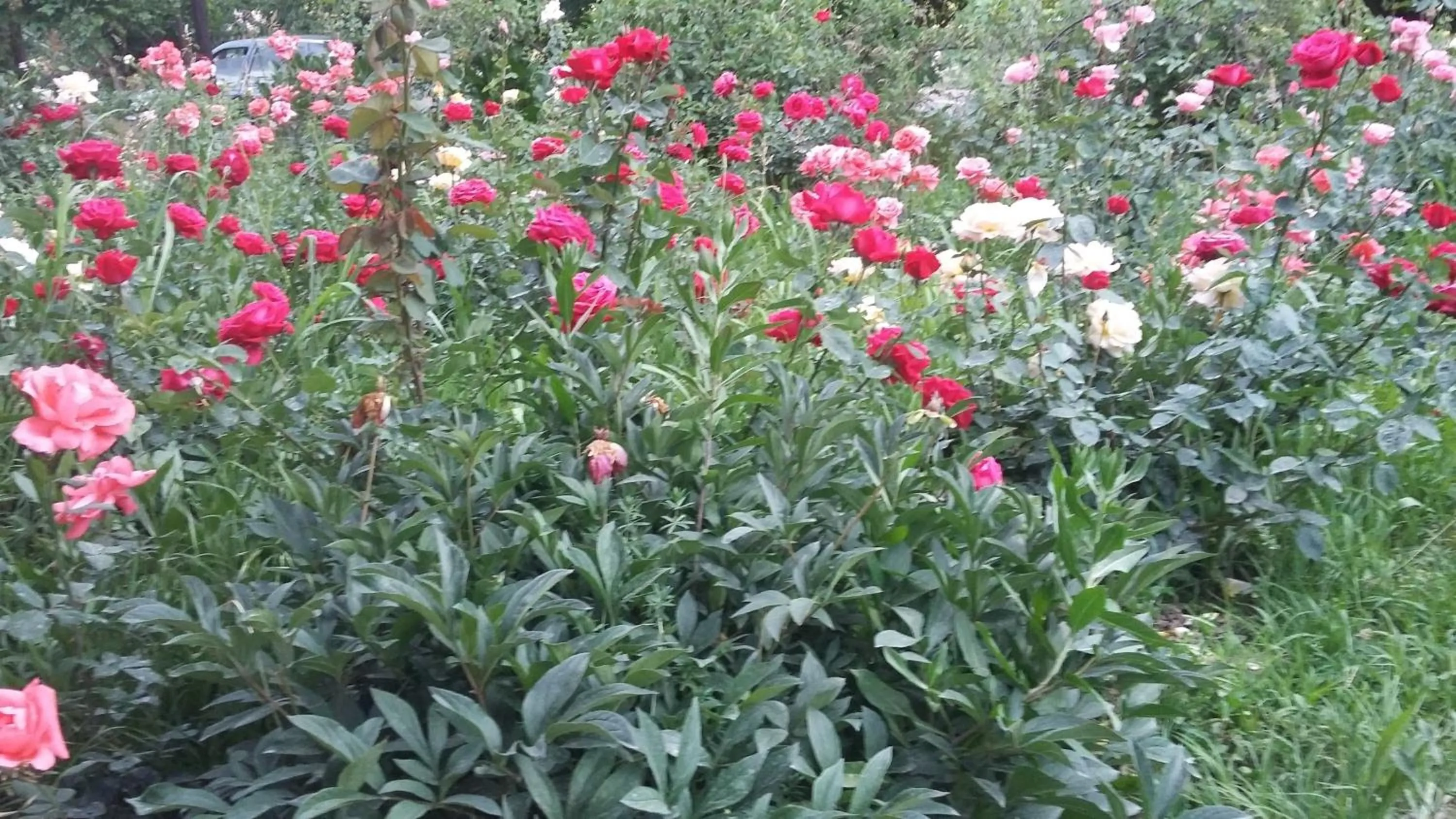 Garden in Shushan GUEST HOUSE