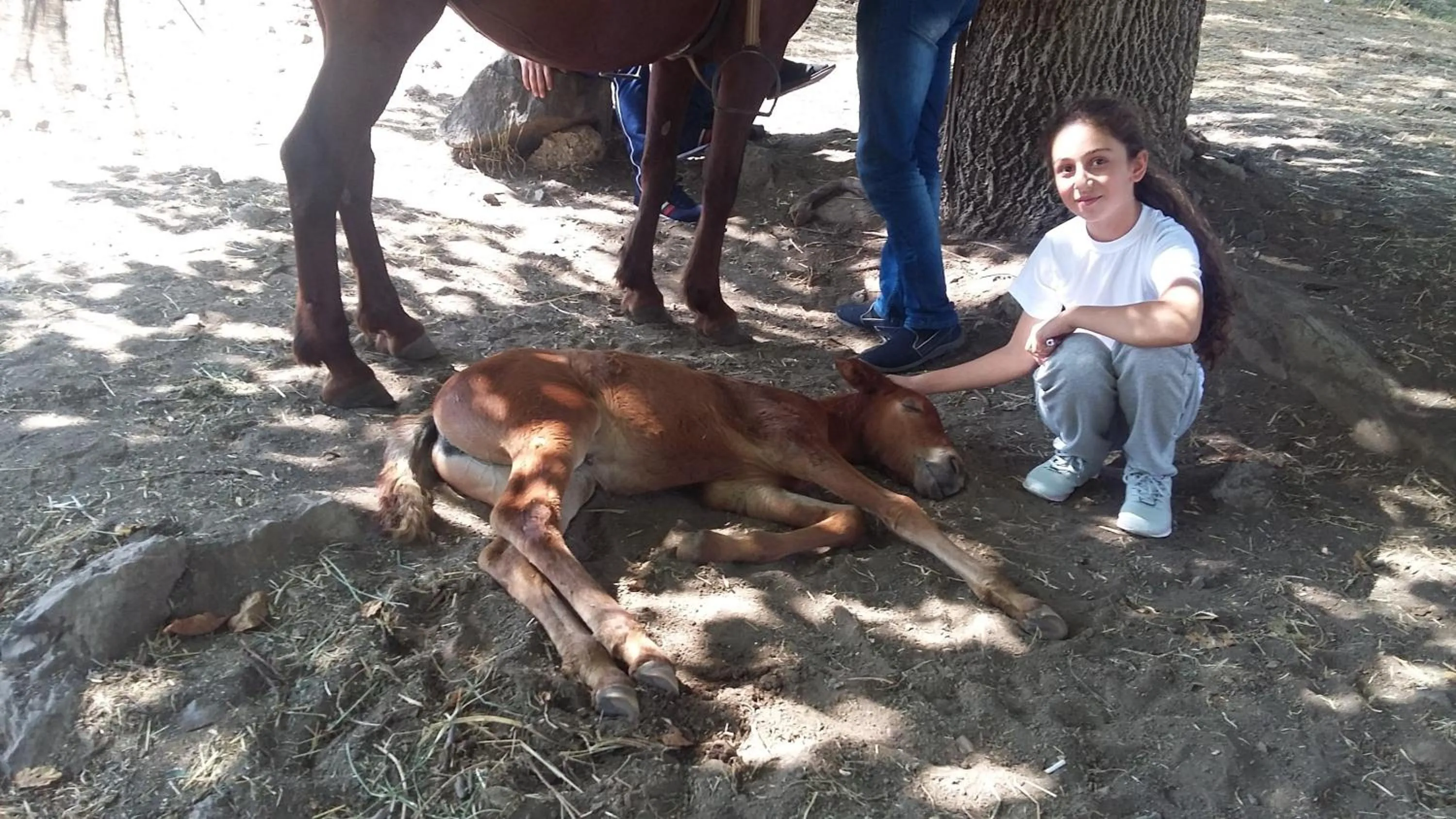Animals in Shushan GUEST HOUSE