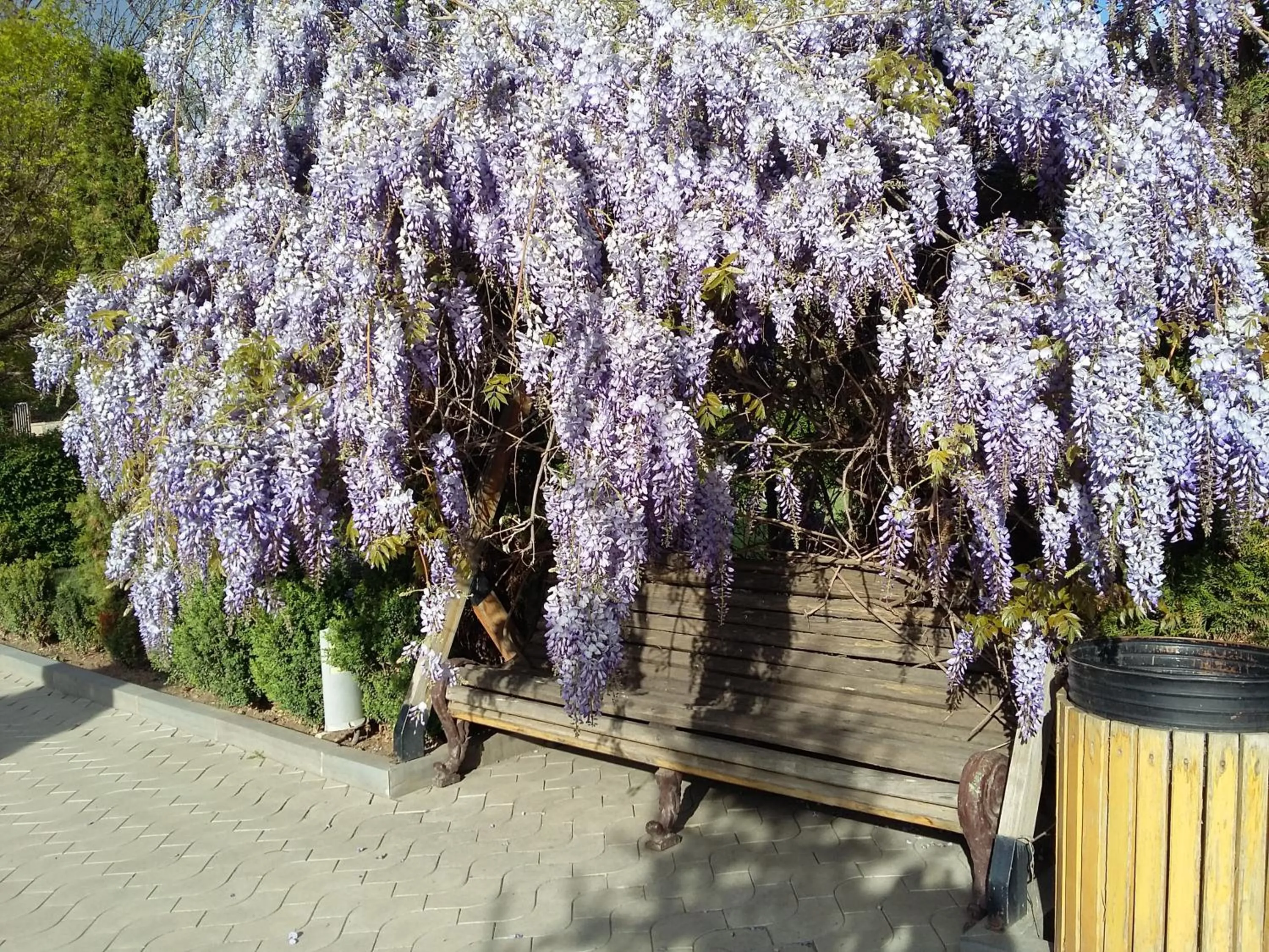 Garden in Shushan GUEST HOUSE