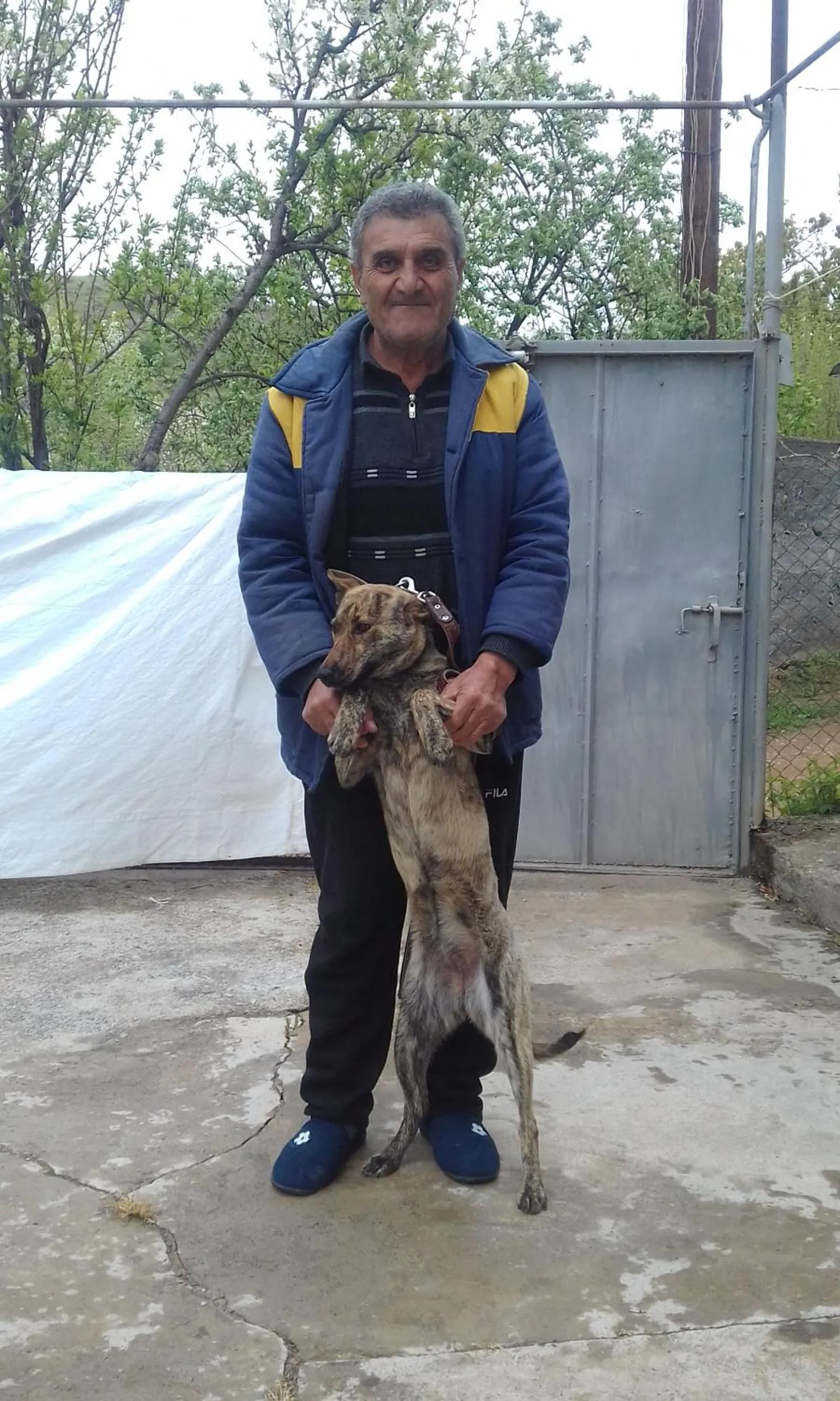 Animals in Shushan GUEST HOUSE