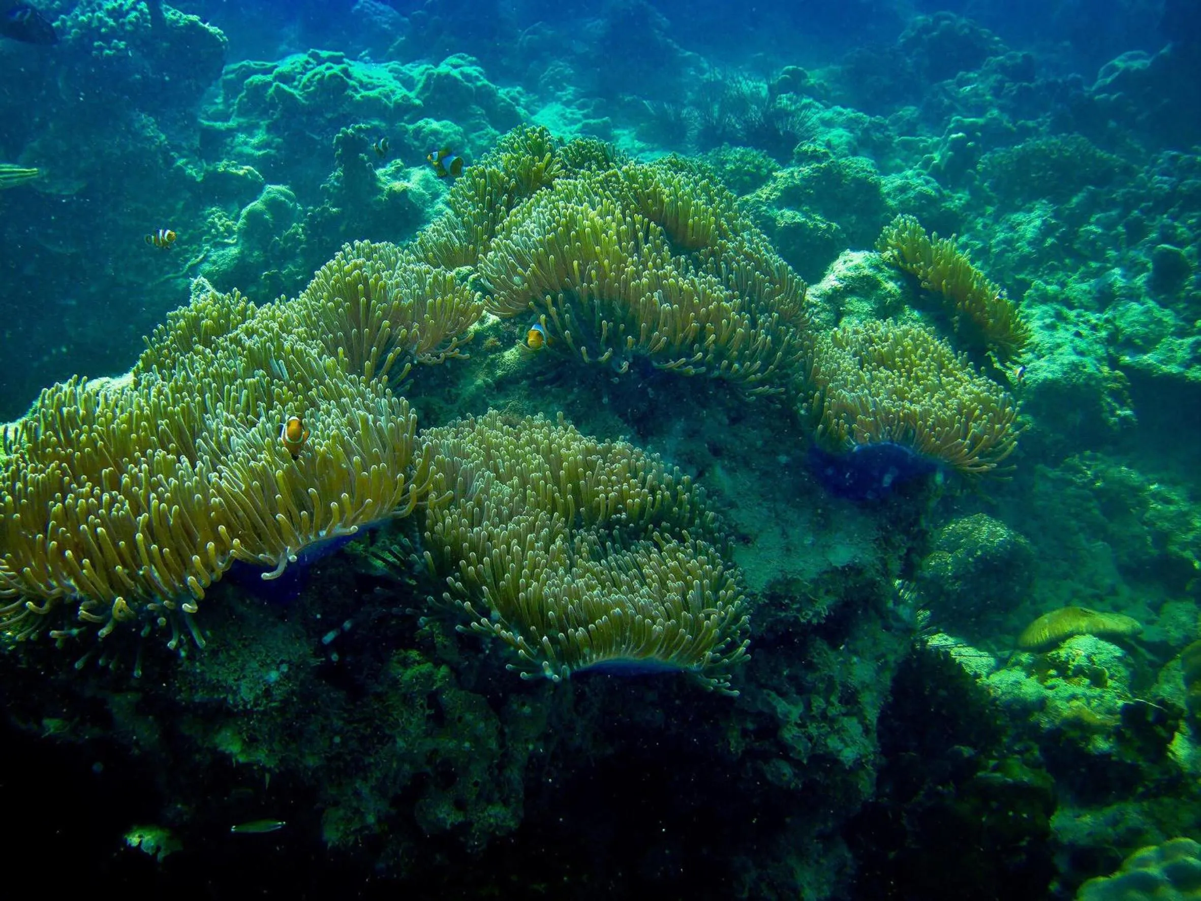 Animals in Sevenseas Resort Koh Kradan