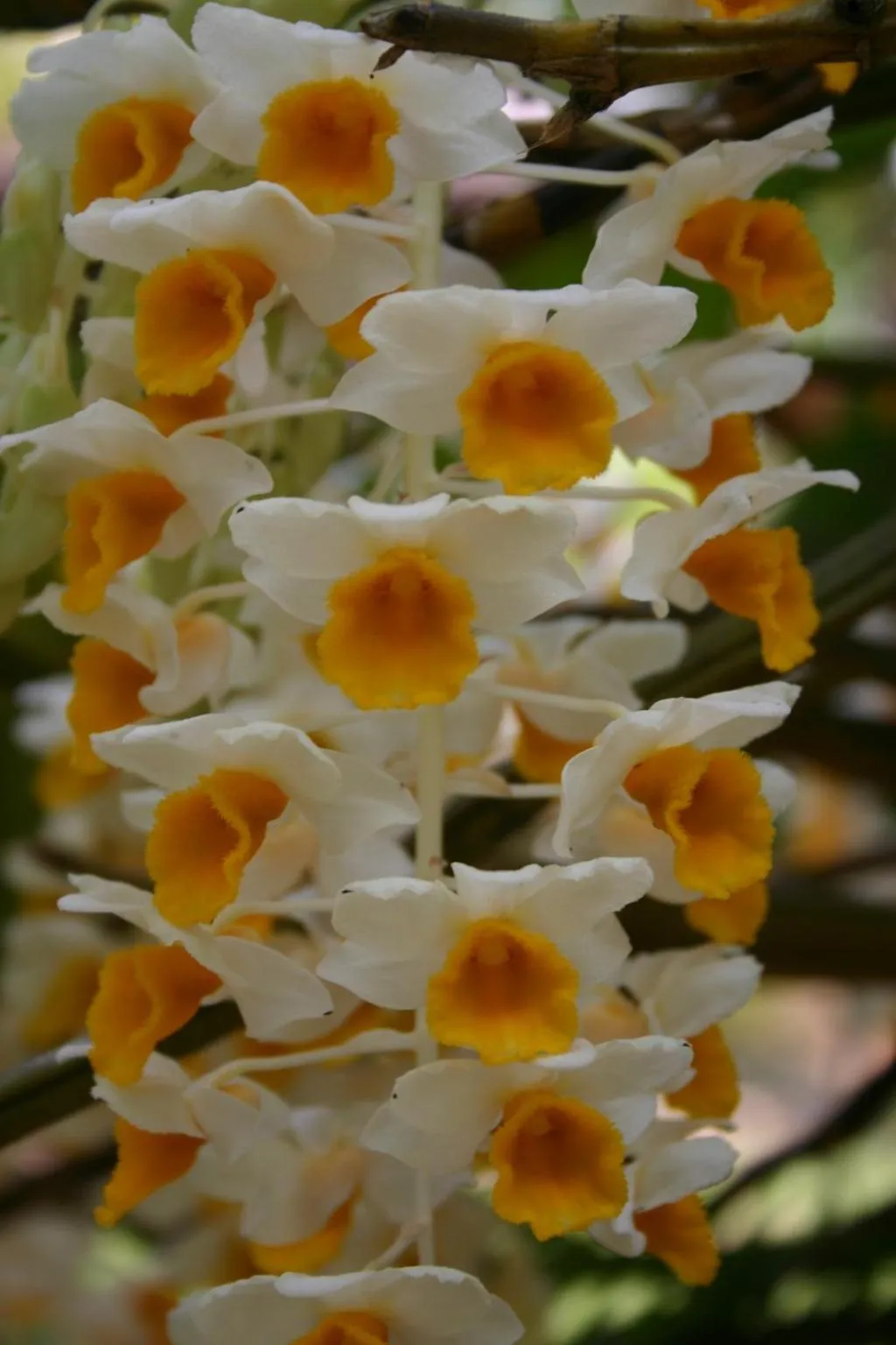 Marisa Resort & Spa Chiang Dao