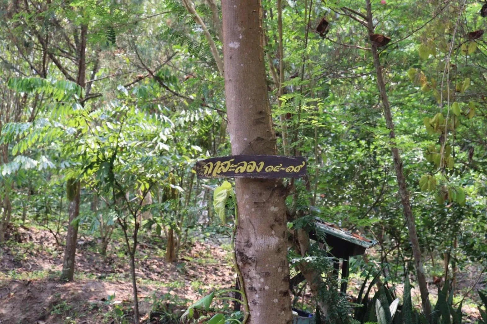 Photo of the whole room in Marisa Resort & Spa Chiang Dao