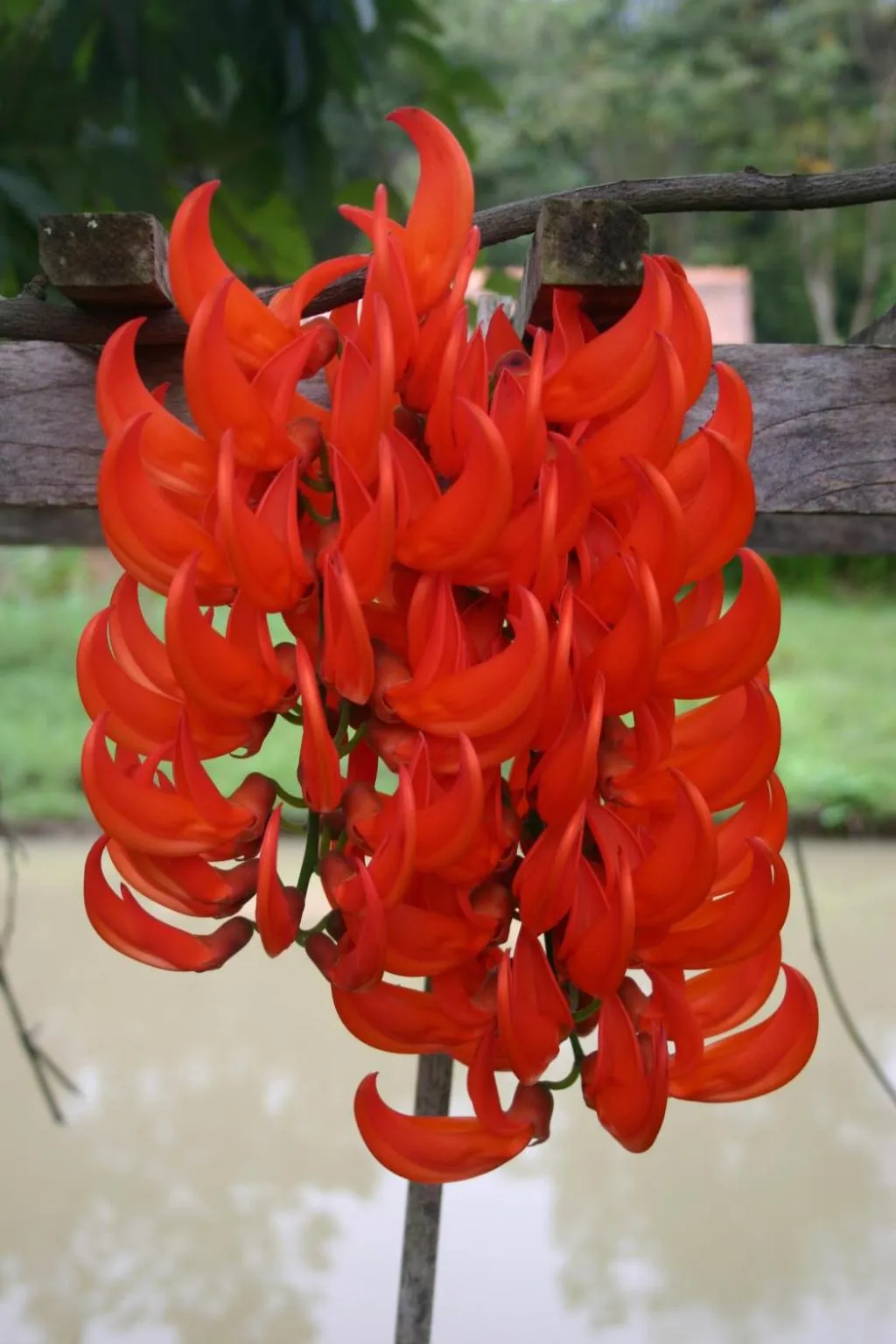 Marisa Resort & Spa Chiang Dao