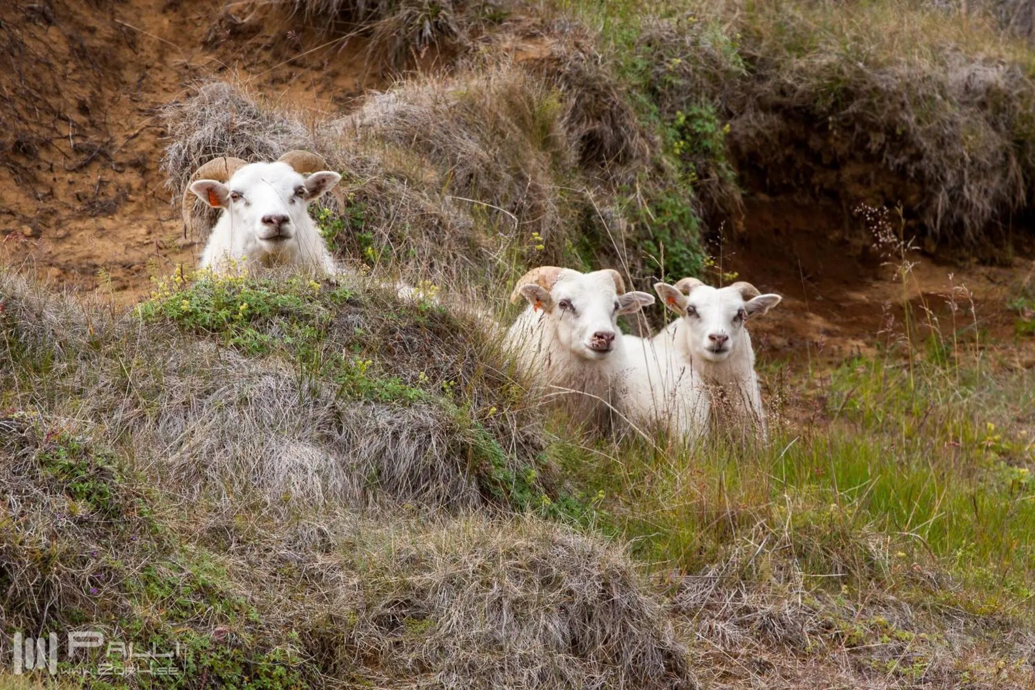 Animals in Vallakot Farm Guesthouse