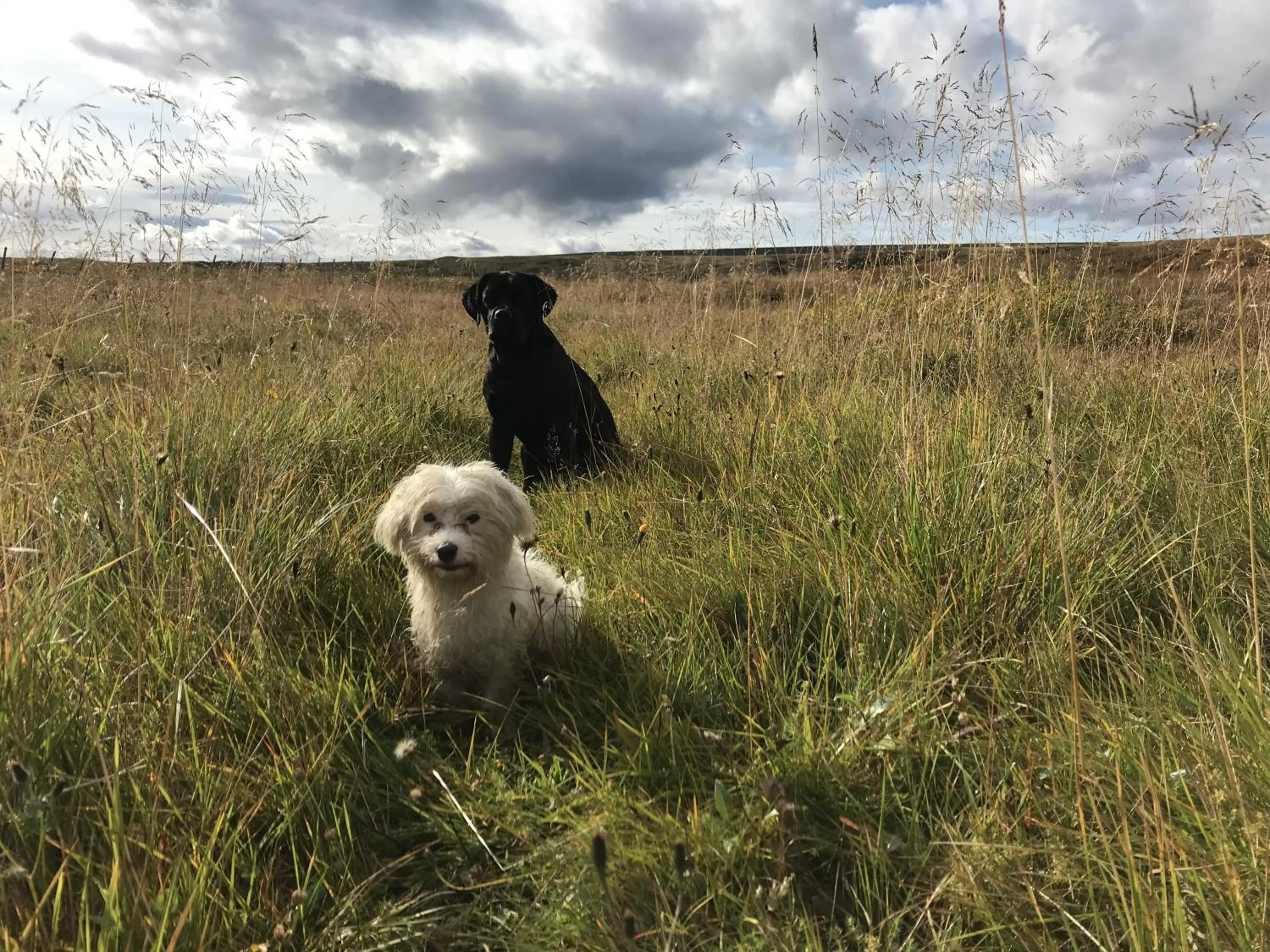 Animals in Vallakot Farm Guesthouse