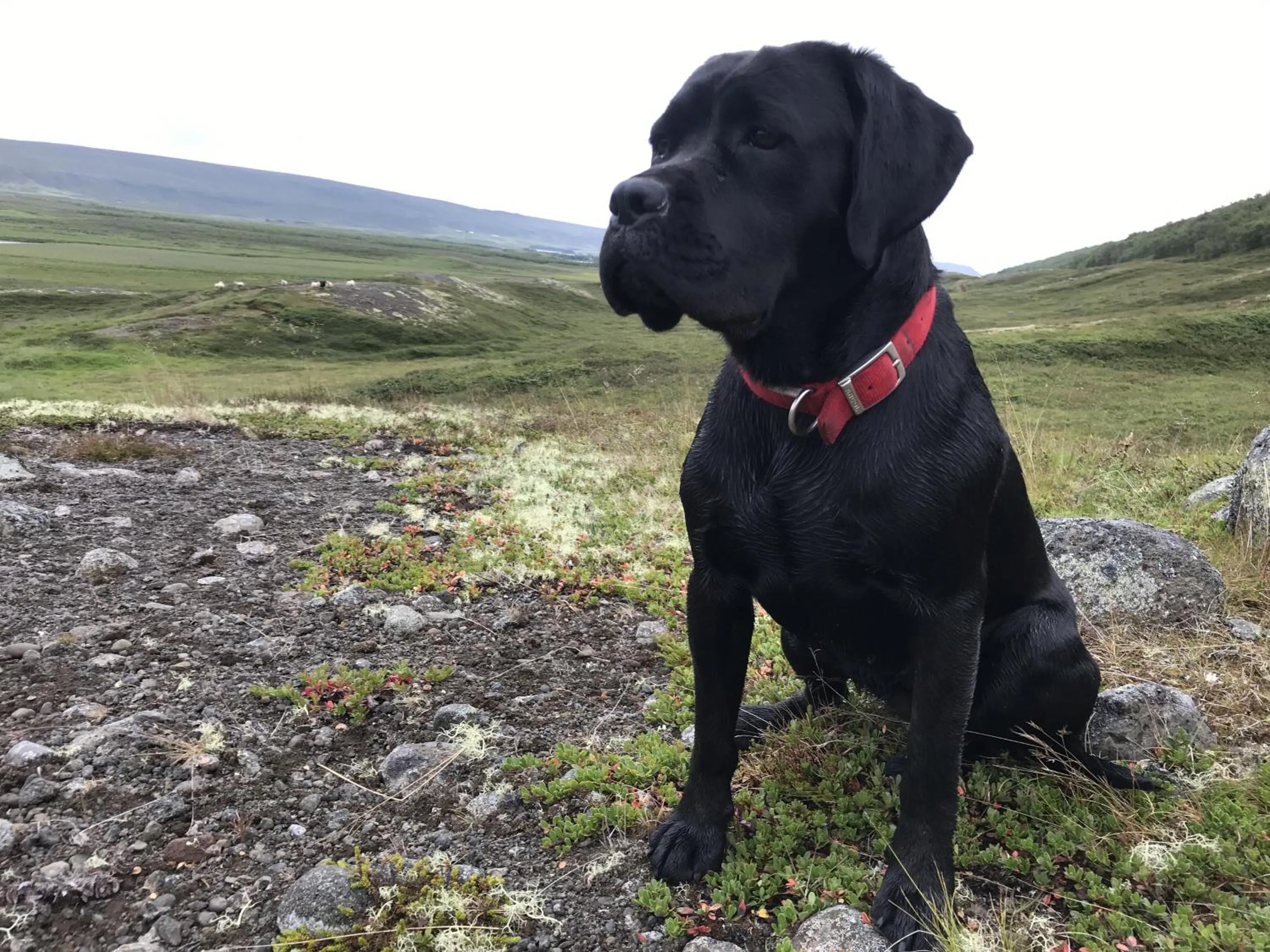 Animals in Vallakot Farm Guesthouse