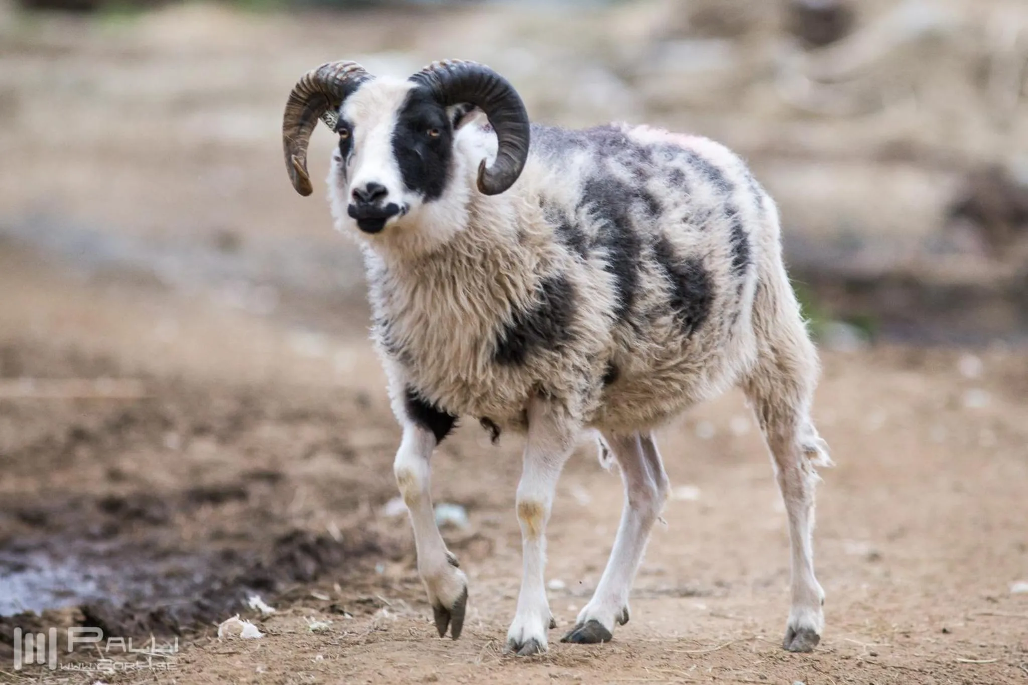 Animals in Vallakot Farm Guesthouse