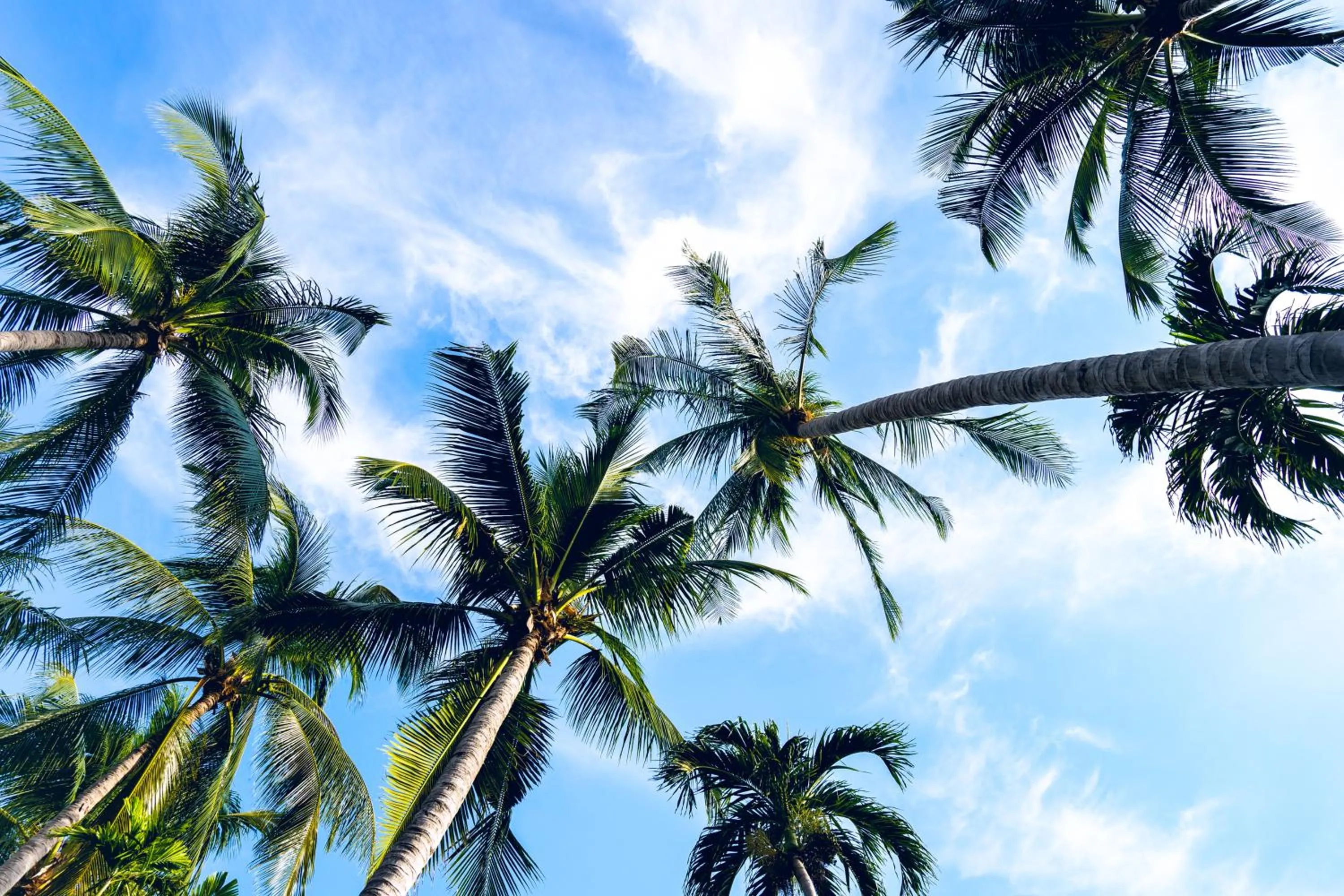 Garden in Chawengburi Resort