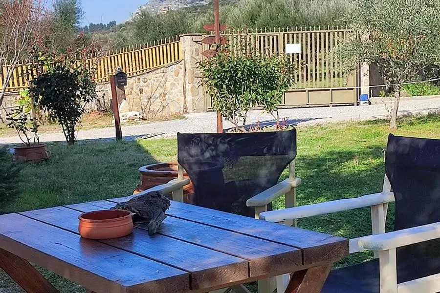 Socrates Organic Village - Wild Olive