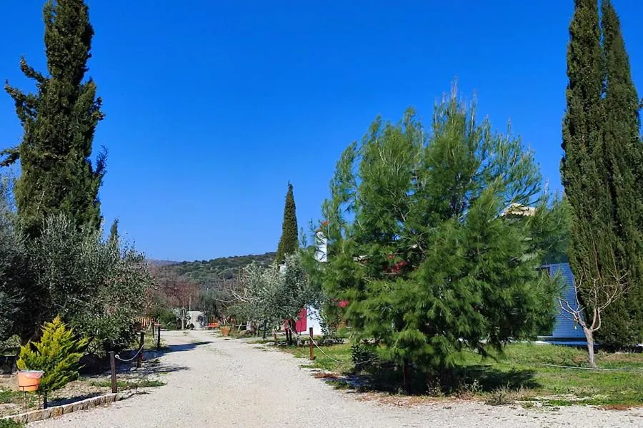 Socrates Organic Village - Wild Olive