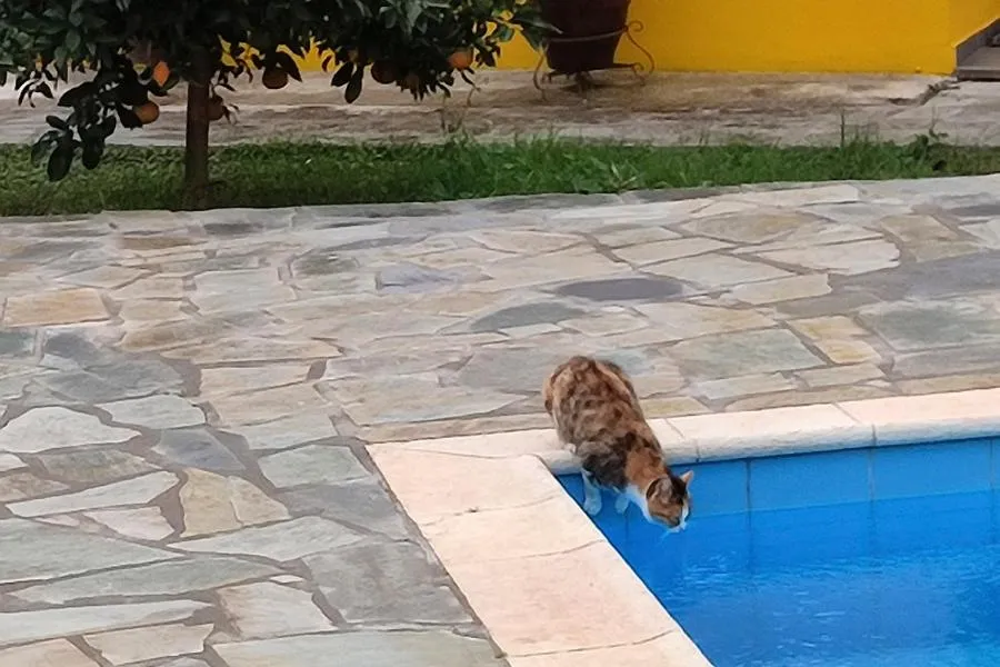 Socrates Organic Village - Wild Olive