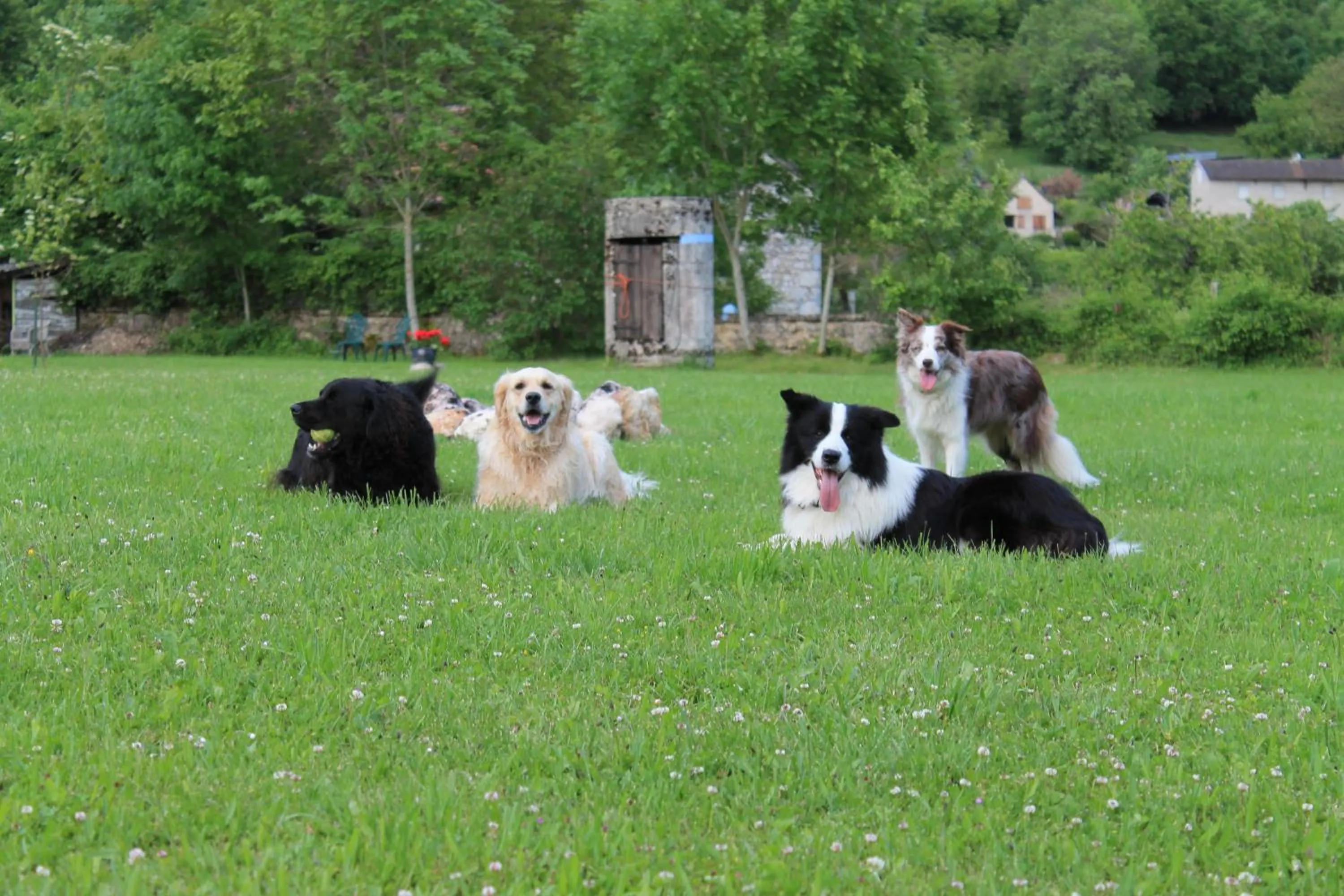 Pets in Goute la vie