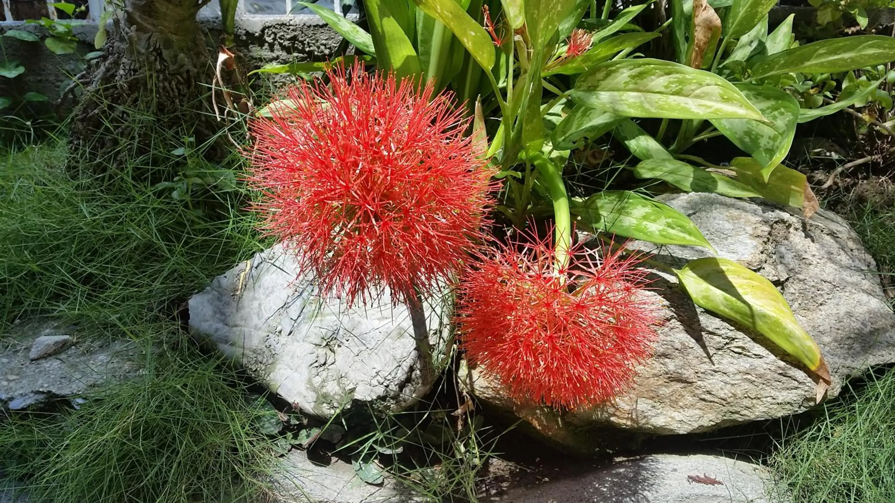 Garden in Simons Heritage Resort Puerto Galera