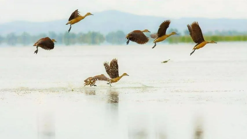 Lake view in Lungcha Homestay